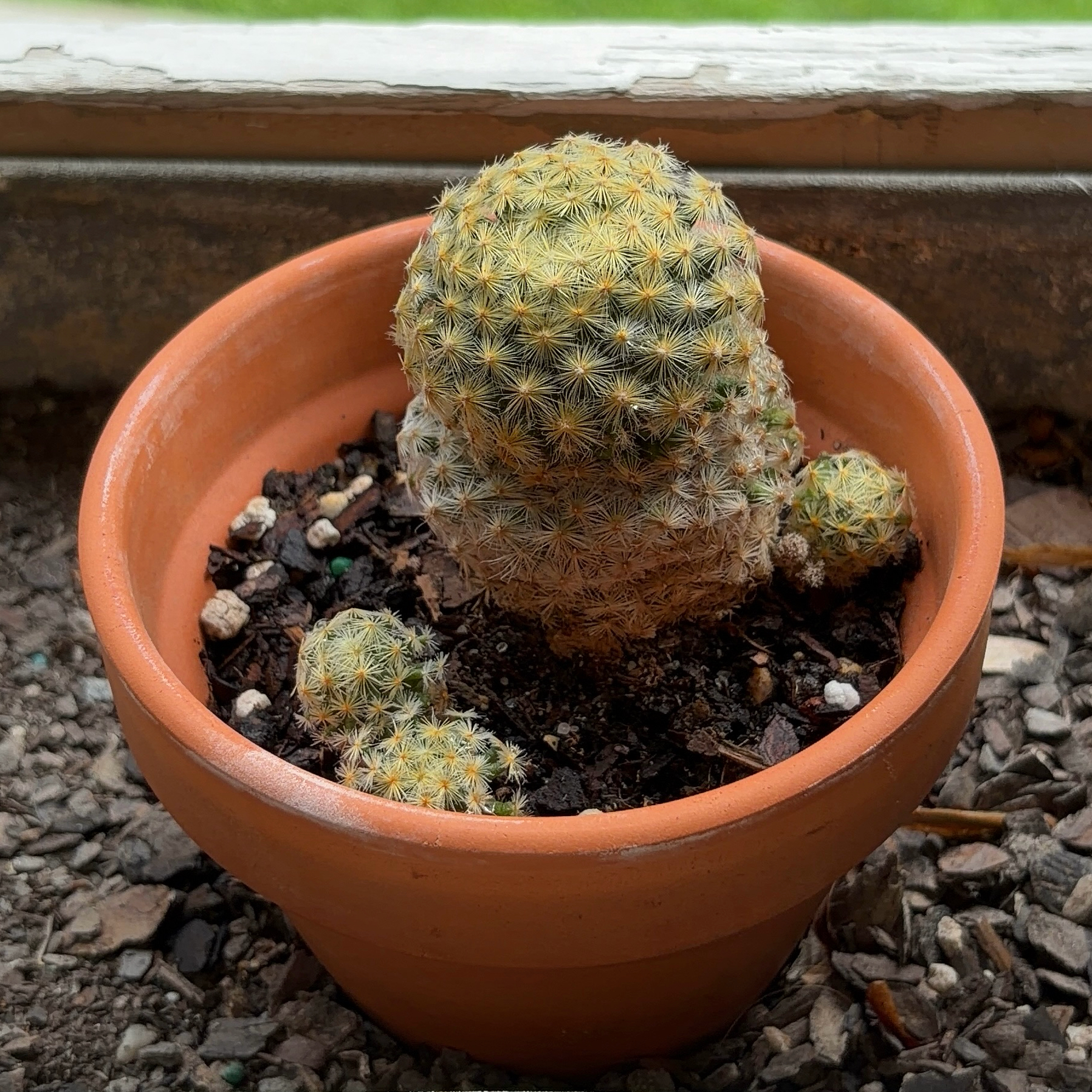 Photo of the plant species Isla Carmen Pincushion Cactus by @JenniferNoel named Walt on Greg, the plant care app
