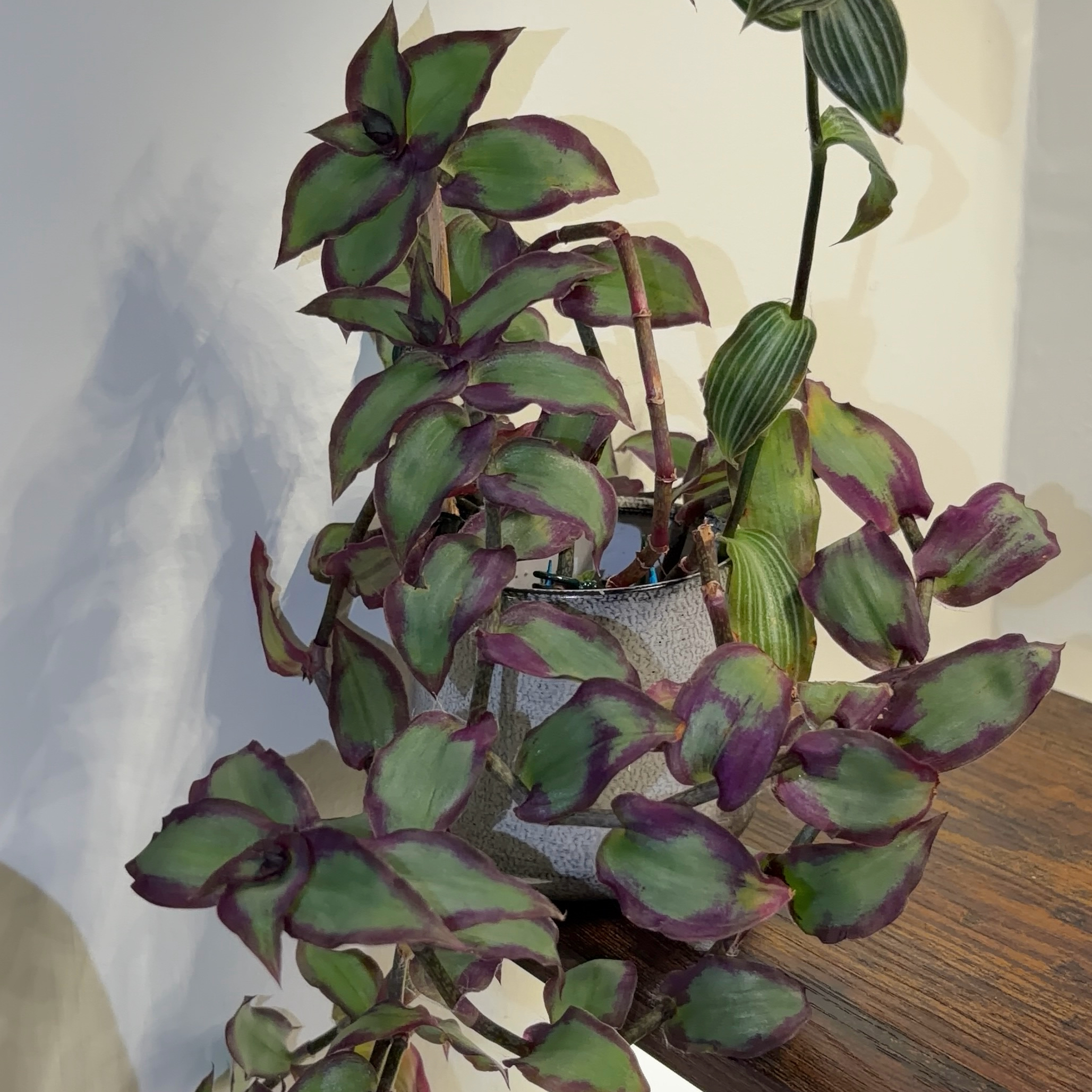 Photo of the plant species Dragon's Tail by @JenniferNoel named Dragons Tail Prop on Greg, the plant care app