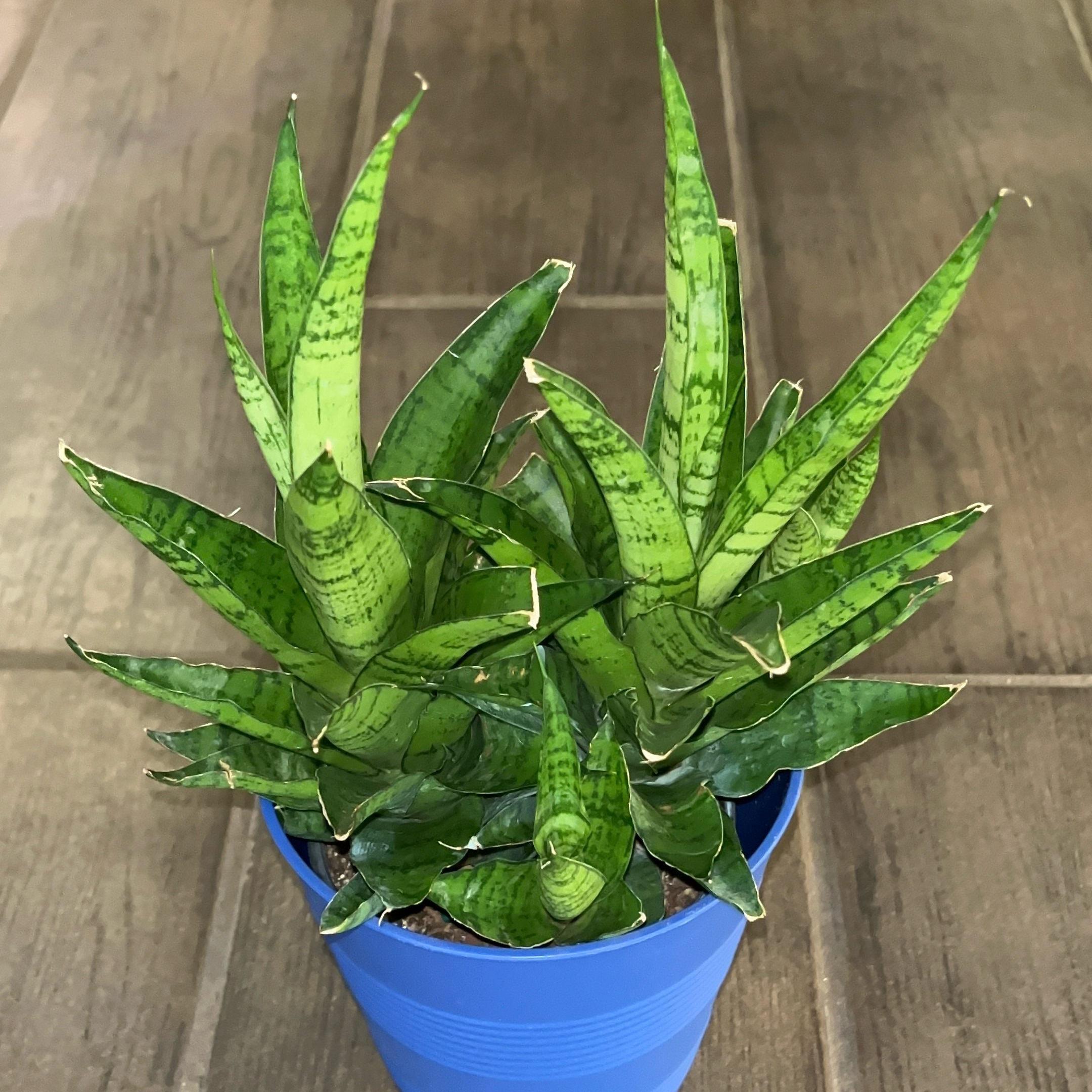 Photo of the plant species Tough Lady by @JenniferNoel named Tough Lady on Greg, the plant care app