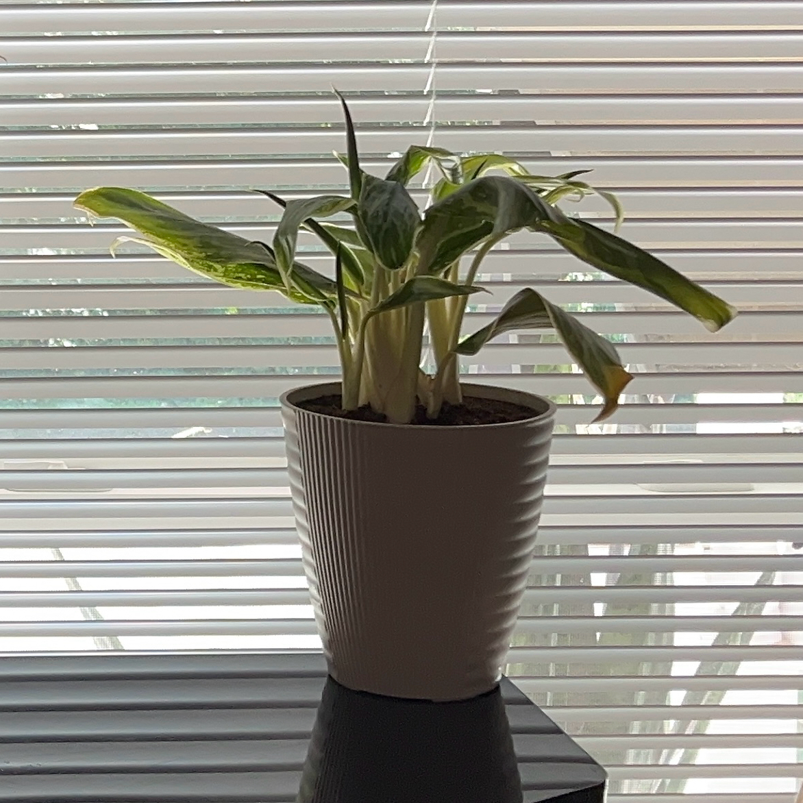 Photo of the plant species Chinese Evergreen 'Golden Madonna' by @JenniferNoel named Madonna on Greg, the plant care app