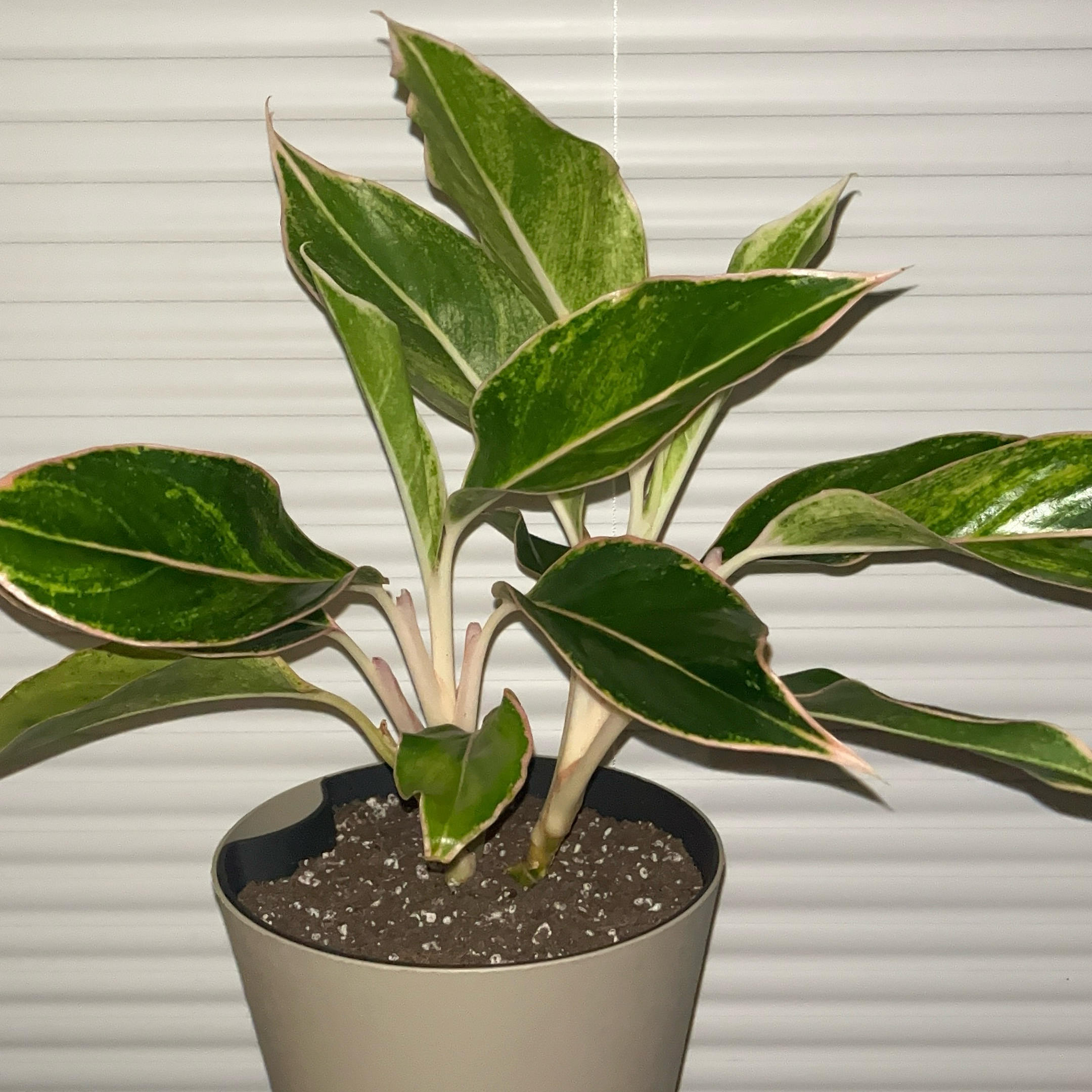Photo of the plant species Chinese Evergreen 'Pink Siam' by @JenniferNoel named Pink Siam on Greg, the plant care app