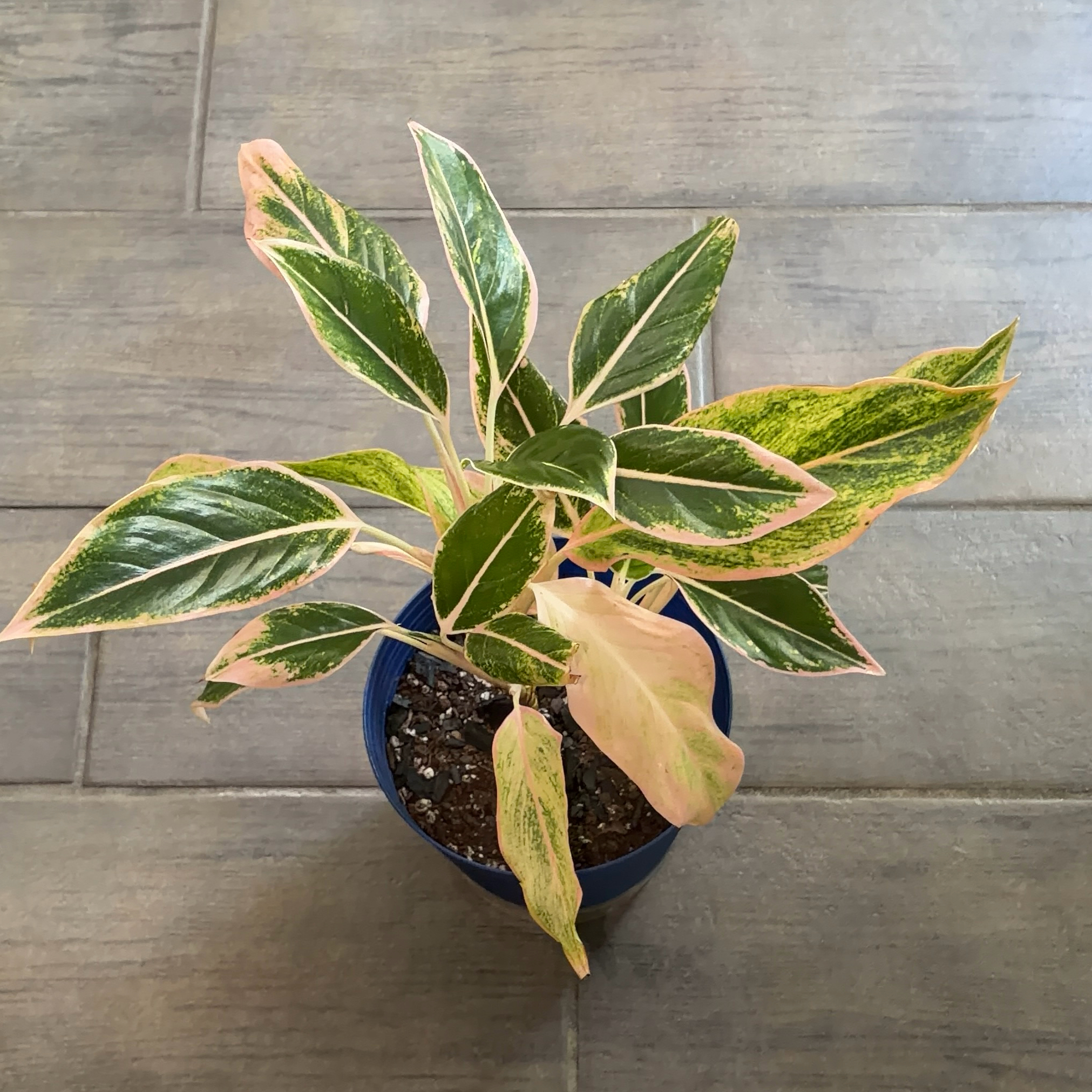 Photo of the plant species Chinese Evergreen 'Pink Siam' by @JenniferNoel named Pink Siam on Greg, the plant care app