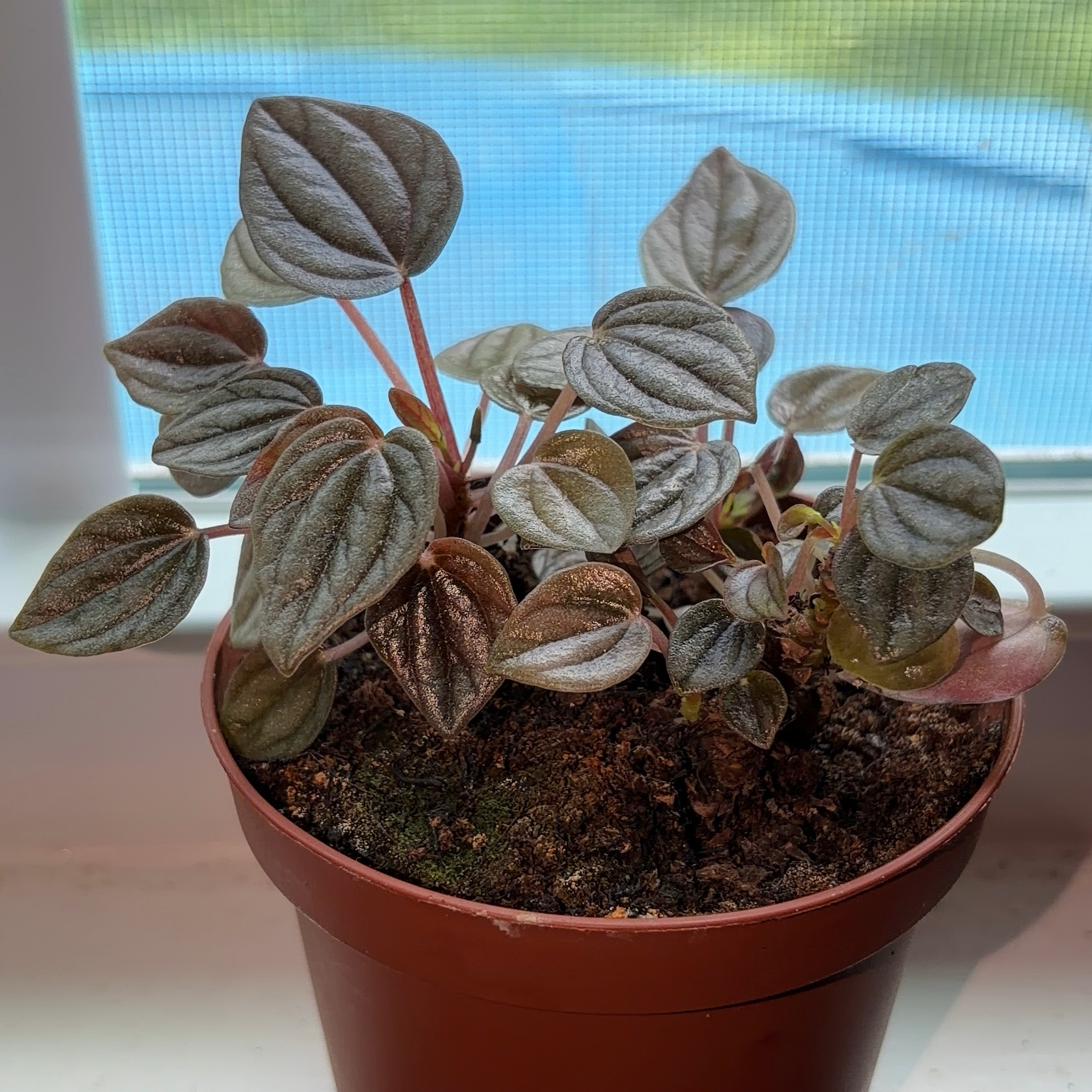 Photo of the plant species Mendoza by @JenniferNoel named Mendi on Greg, the plant care app