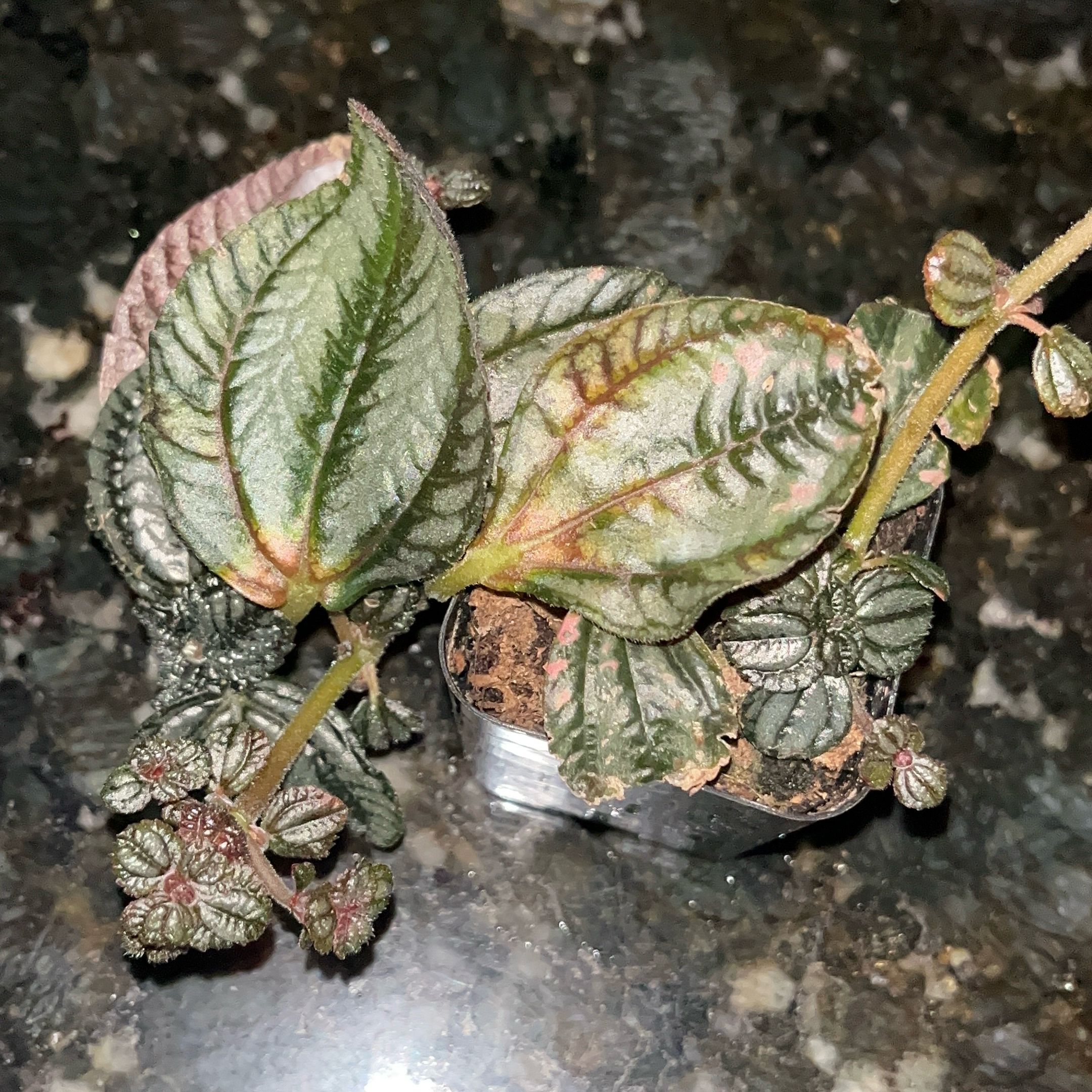 Photo of the plant species Pilea Spruceana by @JenniferNoel named Willow on Greg, the plant care app