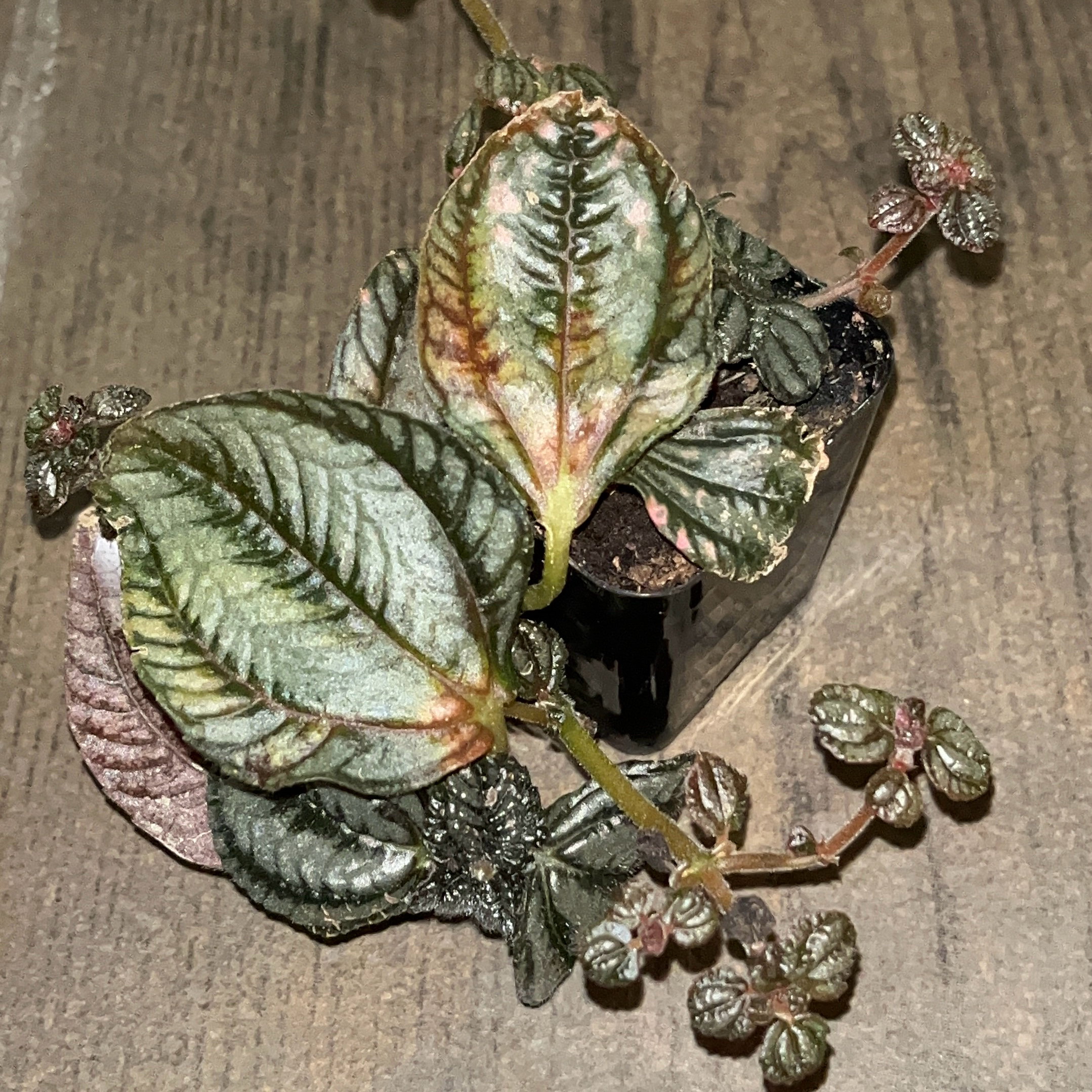 Photo of the plant species Silver Tree by @JenniferNoel named Willow on Greg, the plant care app