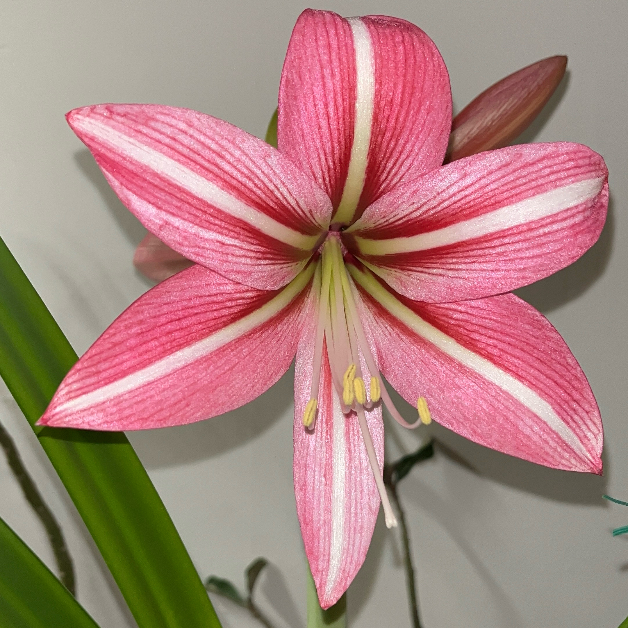 Photo of the plant species Amaryllis by @JenniferNoel named Pinkolo on Greg, the plant care app