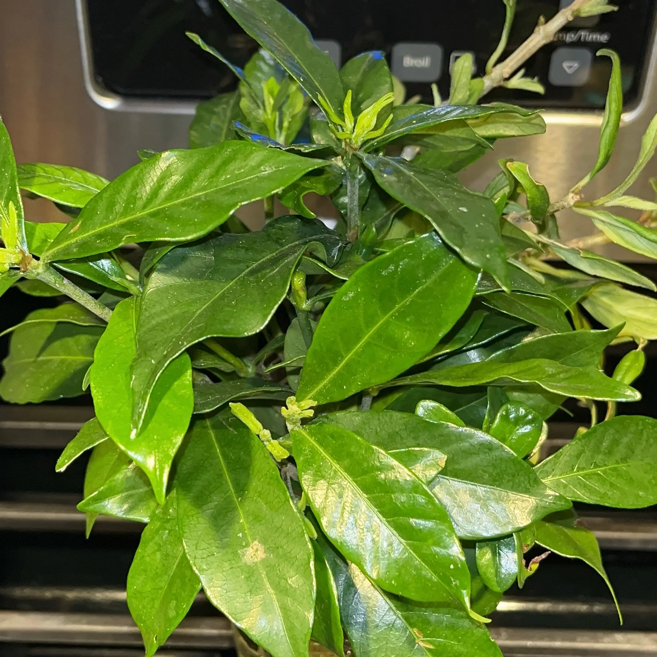 Photo of the plant species Gardenia by @JenniferNoel named Jubilation Gardenia Props on Greg, the plant care app