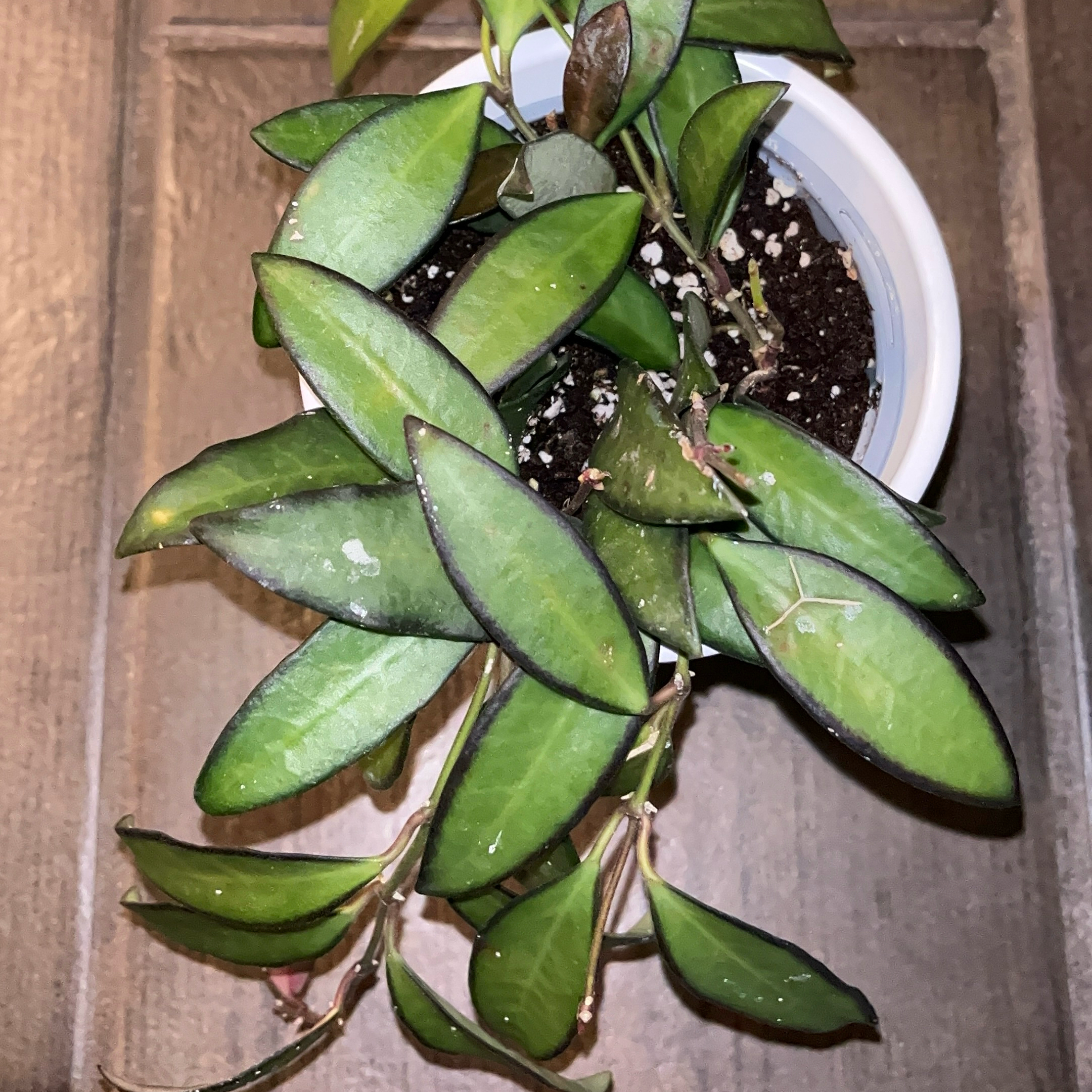 Photo of the plant species Hoya 'Rosita' by @JenniferNoel named Rosita on Greg, the plant care app