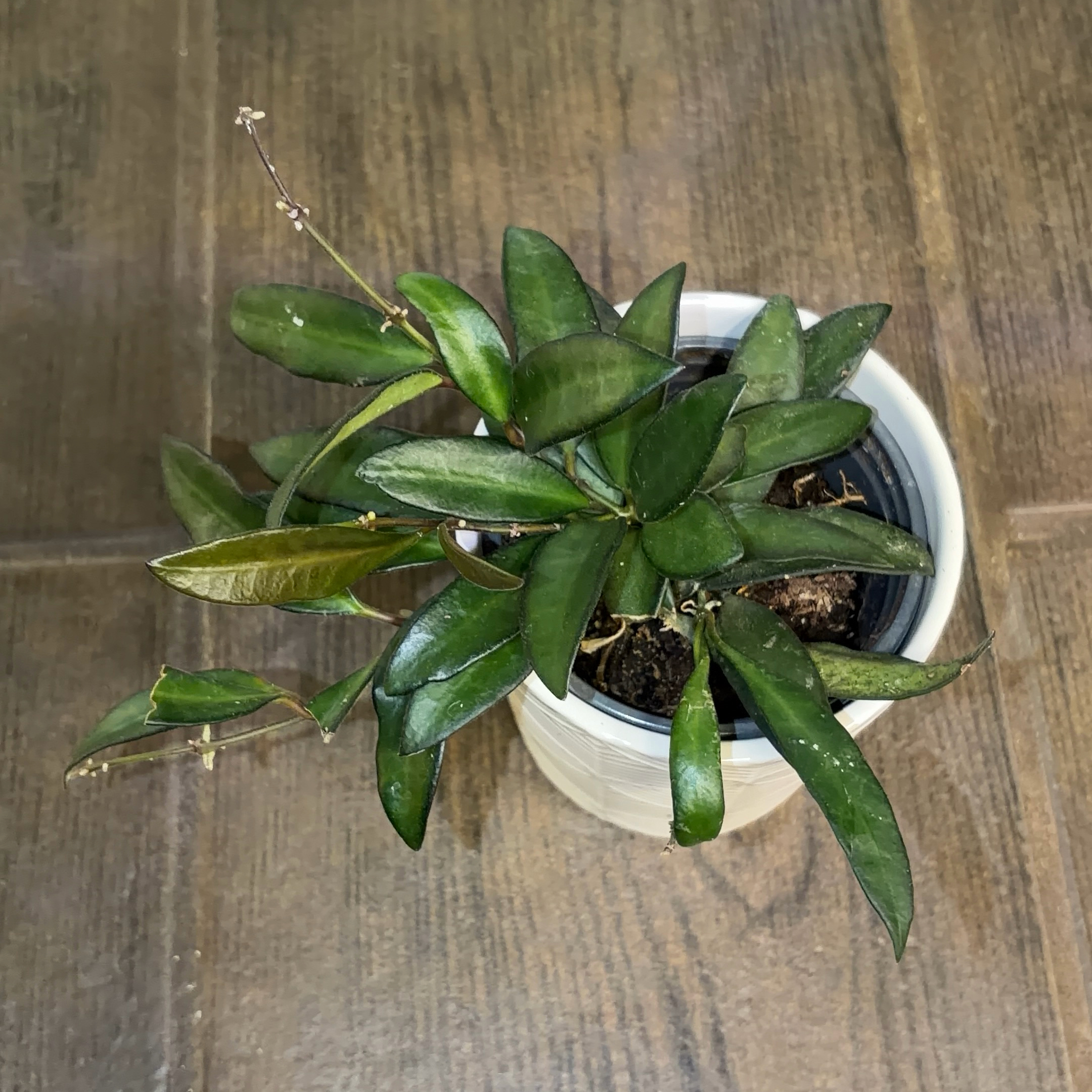 Photo of the plant species Hoya 'Rosita' by @JenniferNoel named Rosita on Greg, the plant care app