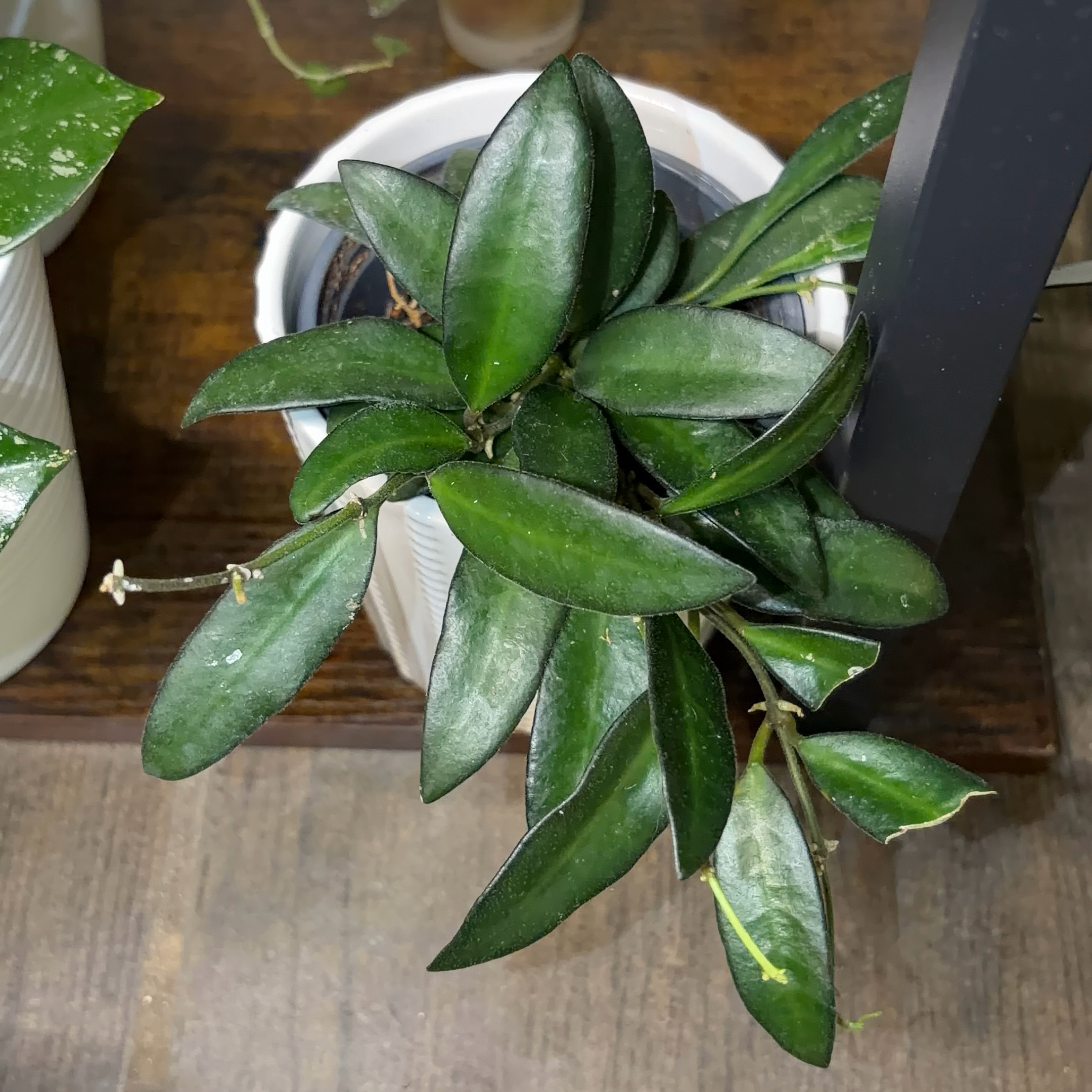 Photo of the plant species Hoya 'Rosita' by @JenniferNoel named Rosita on Greg, the plant care app