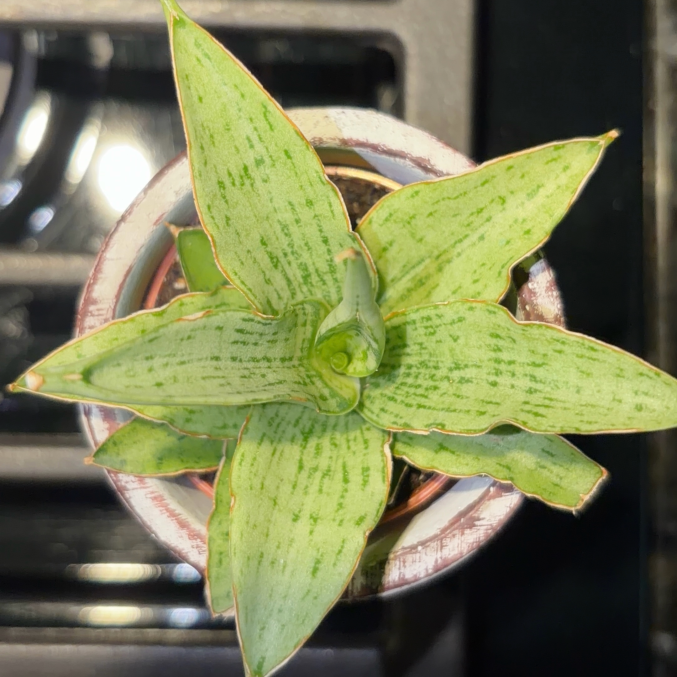 Photo of the plant species Silver Blue Sansevieria by @JenniferNoel named Bluey on Greg, the plant care app