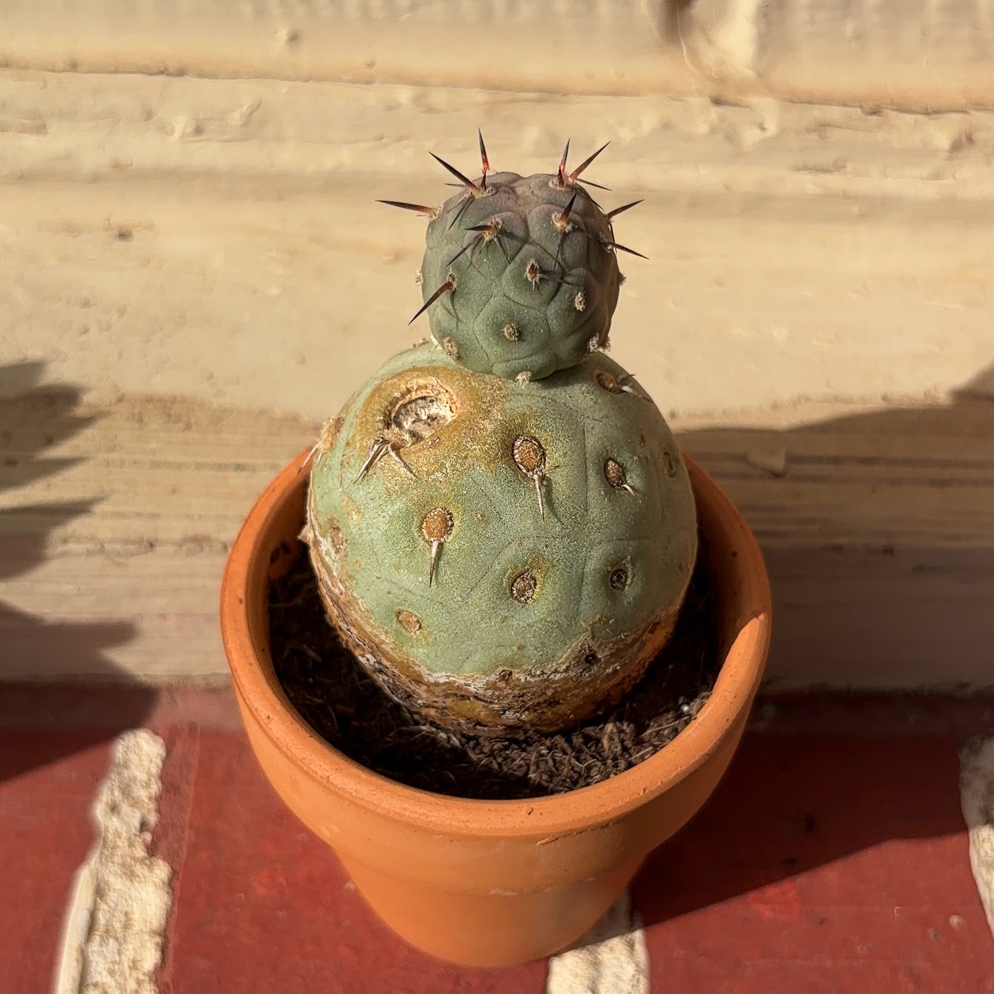 Photo of the plant species Tephrocactus geometricus by @JenniferNoel named Snowman Cactus on Greg, the plant care app