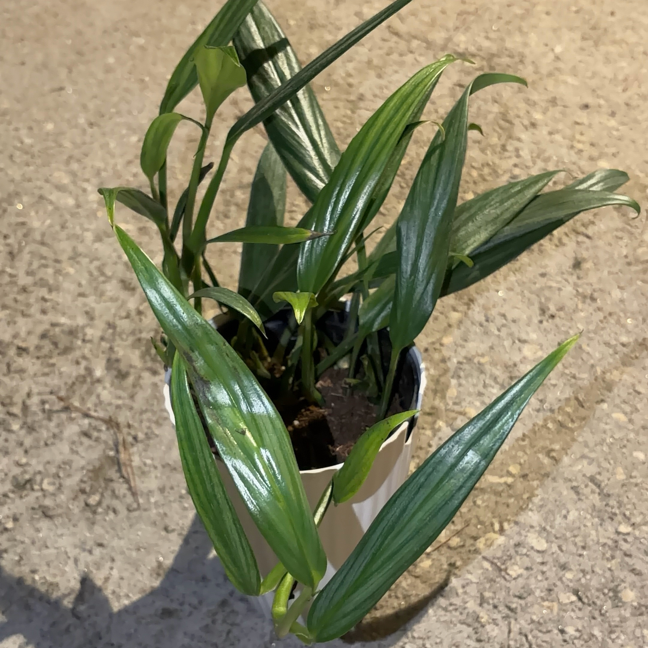 Photo of the plant species Pothos amplifolia by @JenniferNoel named Silver Streak Pothos on Greg, the plant care app