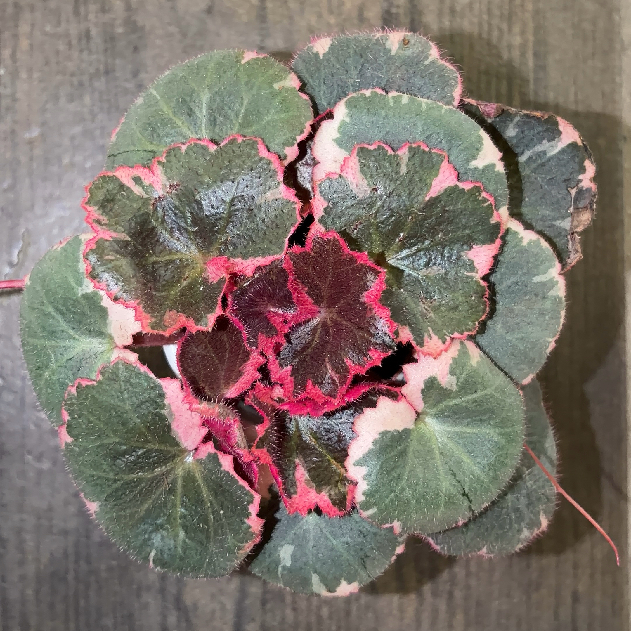 Photo of the plant species strawberry begonia varigated by @JenniferNoel named Strawberries & Cream on Greg, the plant care app