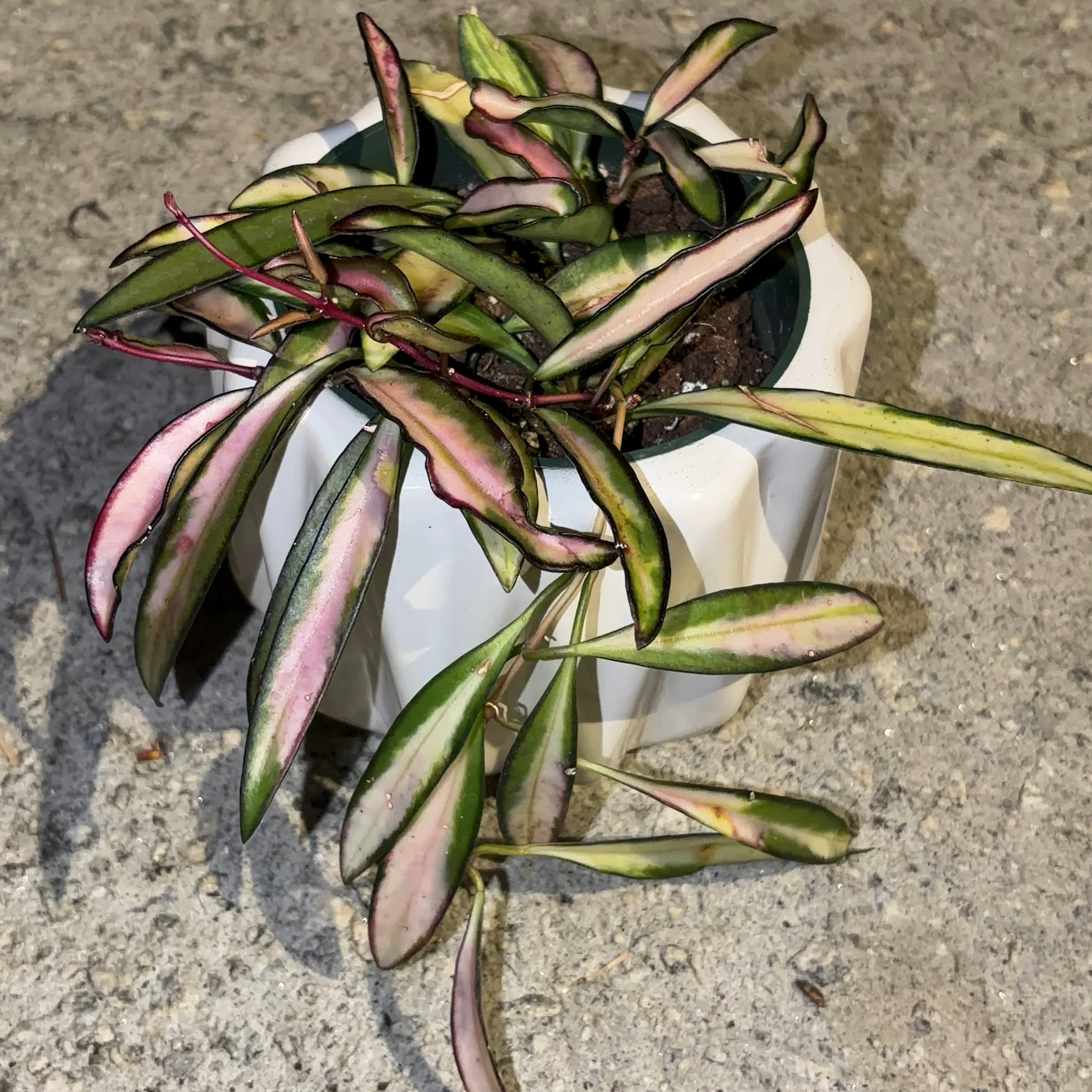 Photo of the plant species Hoya Wayetti by @JenniferNoel named Bella on Greg, the plant care app