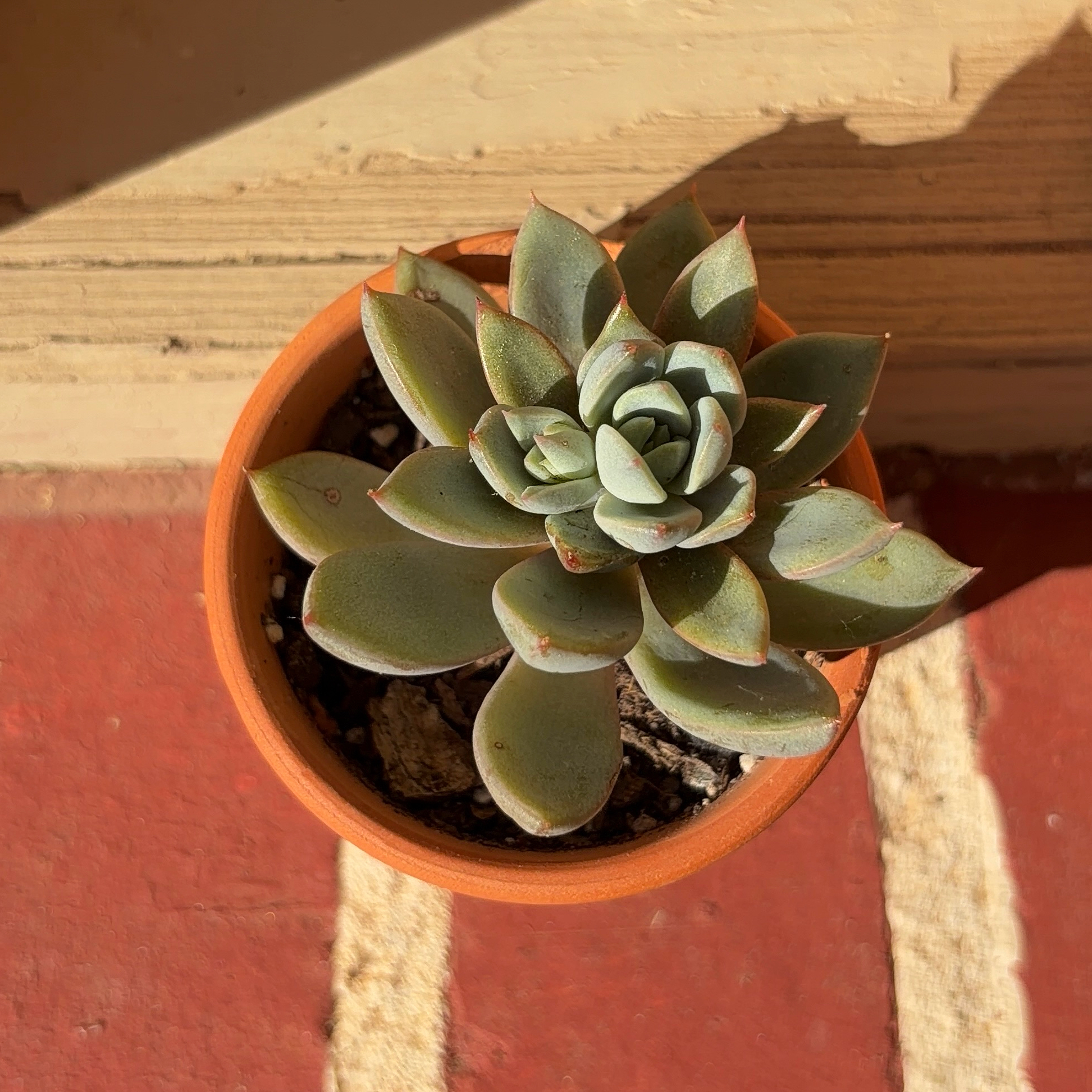 Photo of the plant species Graptoveria 'Debbie' by @JenniferNoel named Darwin on Greg, the plant care app