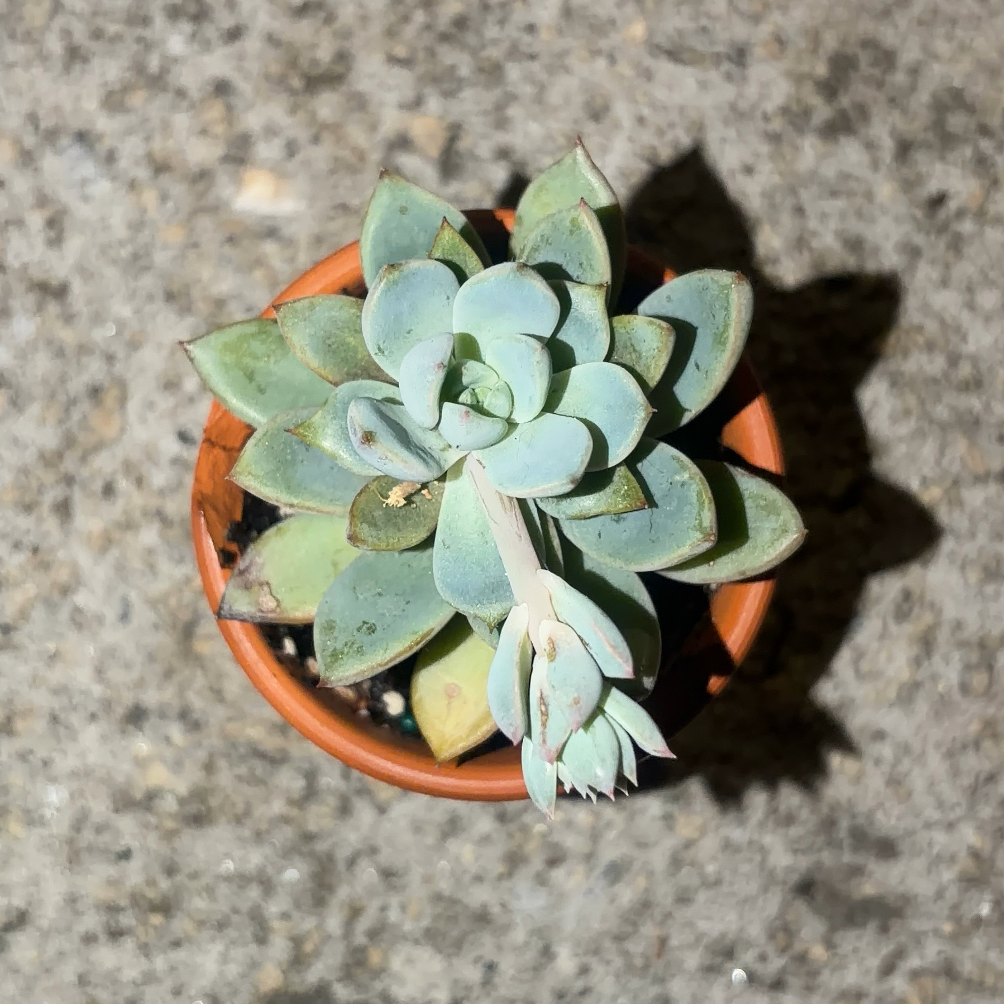 Photo of the plant species Graptoveria 'Debbie' by @JenniferNoel named Darwin on Greg, the plant care app