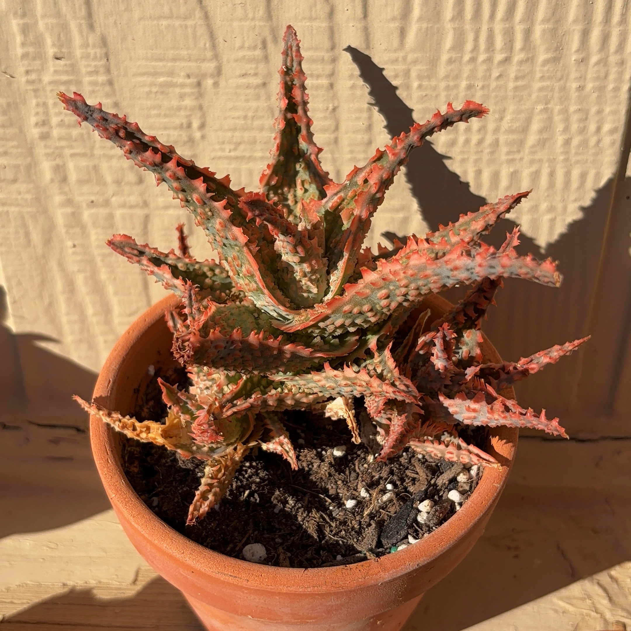 Photo of the plant species Aloe Oik by @JenniferNoel named Oik on Greg, the plant care app