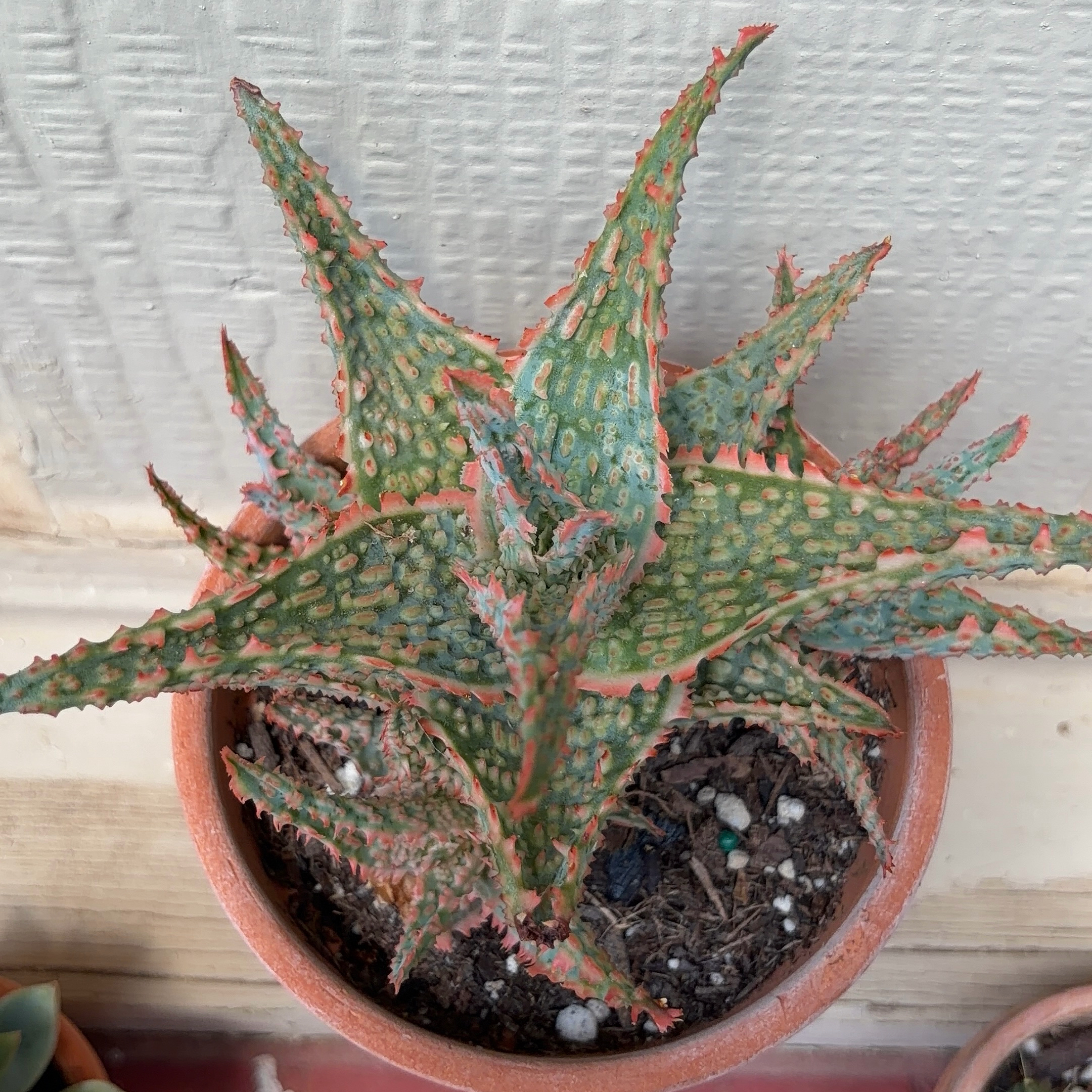 Photo of the plant species Aloe Oik by @JenniferNoel named Oik on Greg, the plant care app