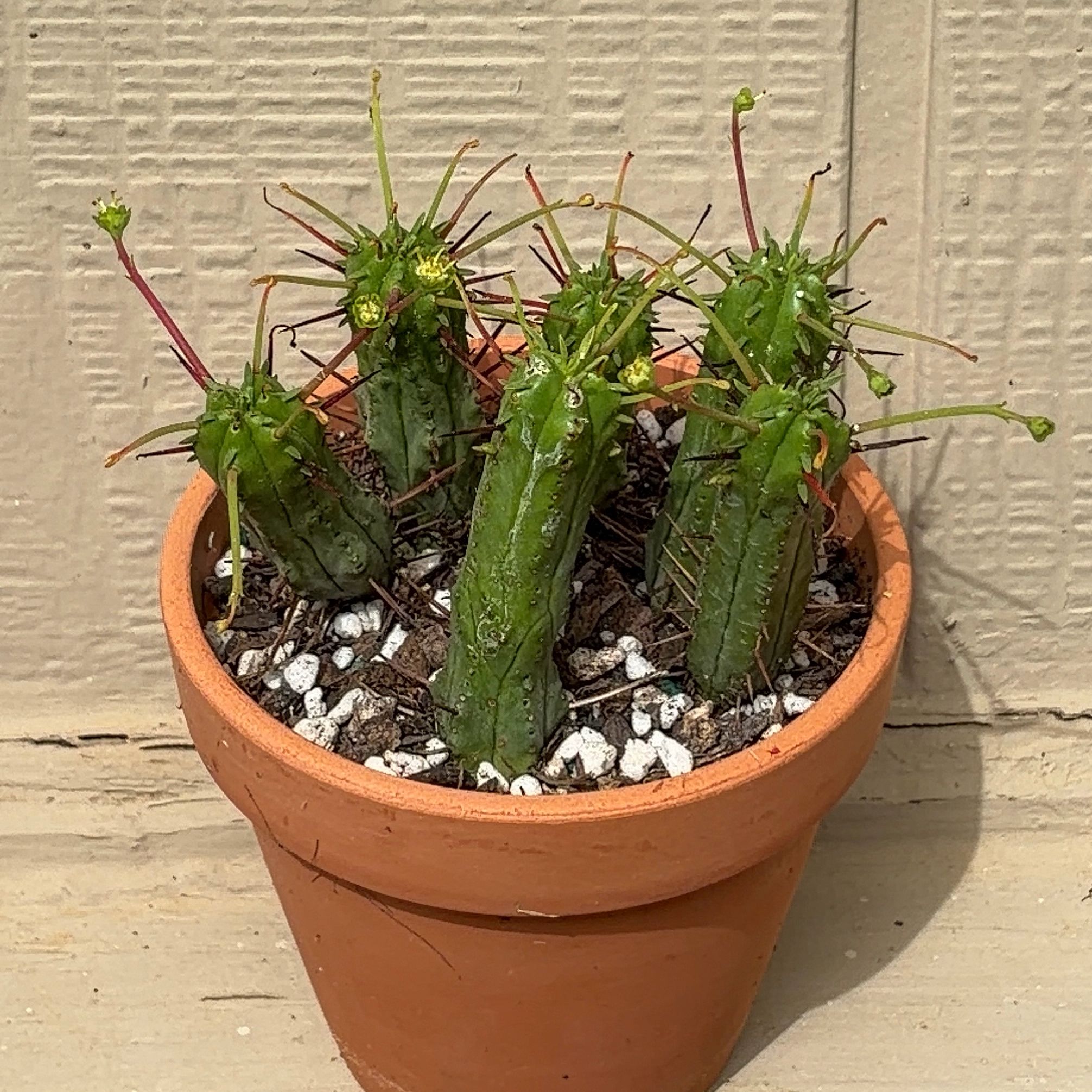 Photo of the plant species Euphorbia 'Prickly Pickle' by @JenniferNoel named Prickly Pickle on Greg, the plant care app