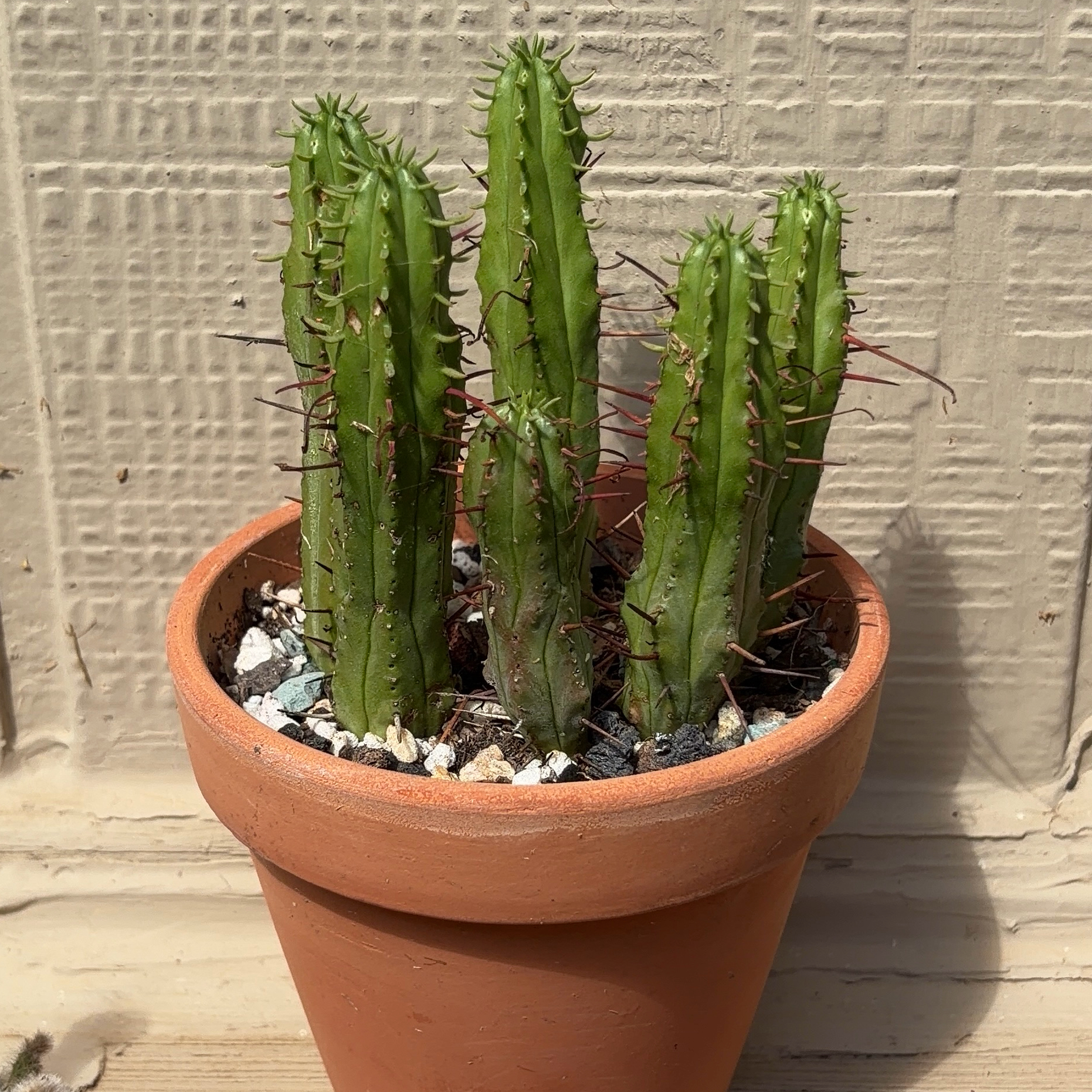 Photo of the plant species Euphorbia 'Prickly Pickle' by @JenniferNoel named Prickly Pickle on Greg, the plant care app