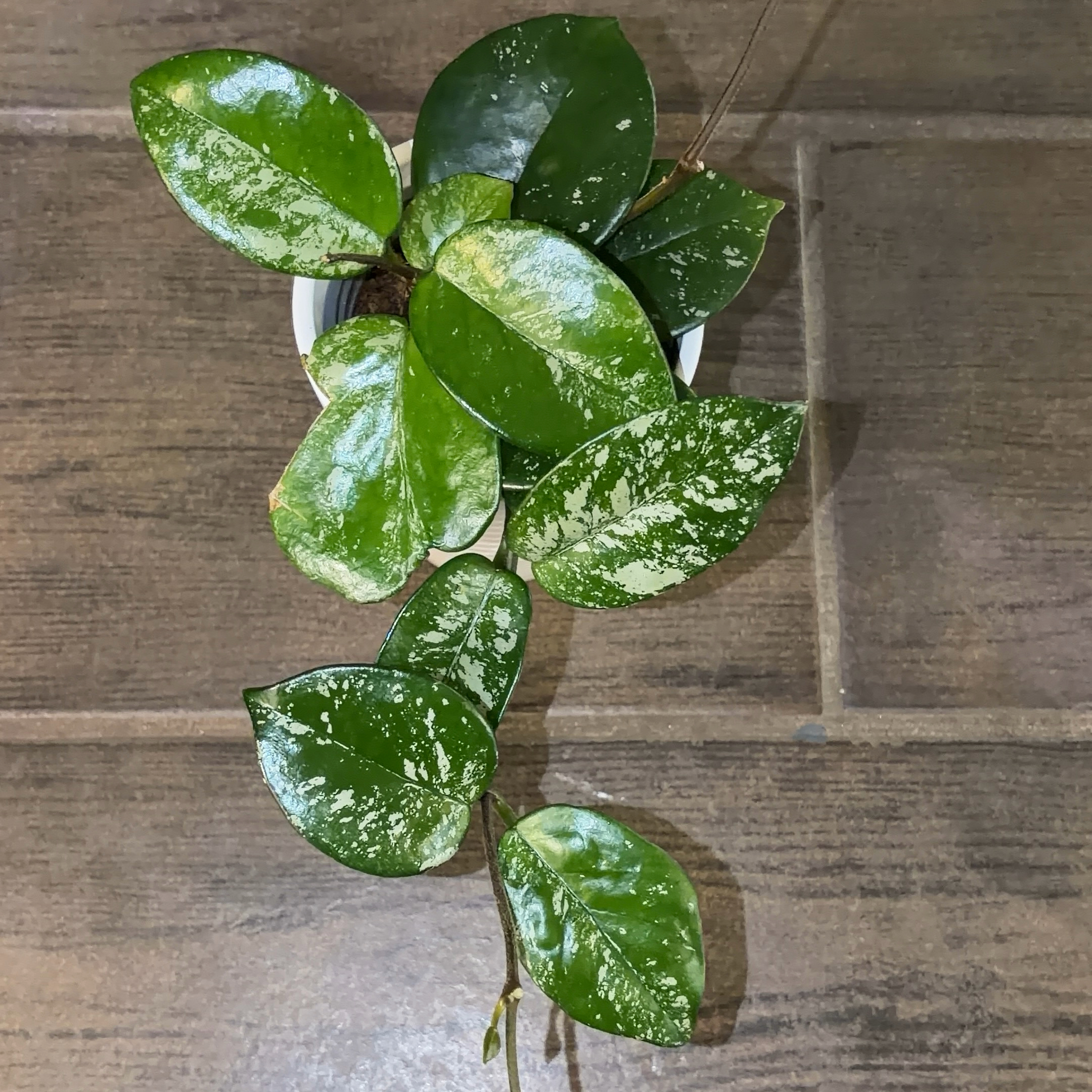 Photo of the plant species Speckled Hoya by @JenniferNoel named Speckles on Greg, the plant care app