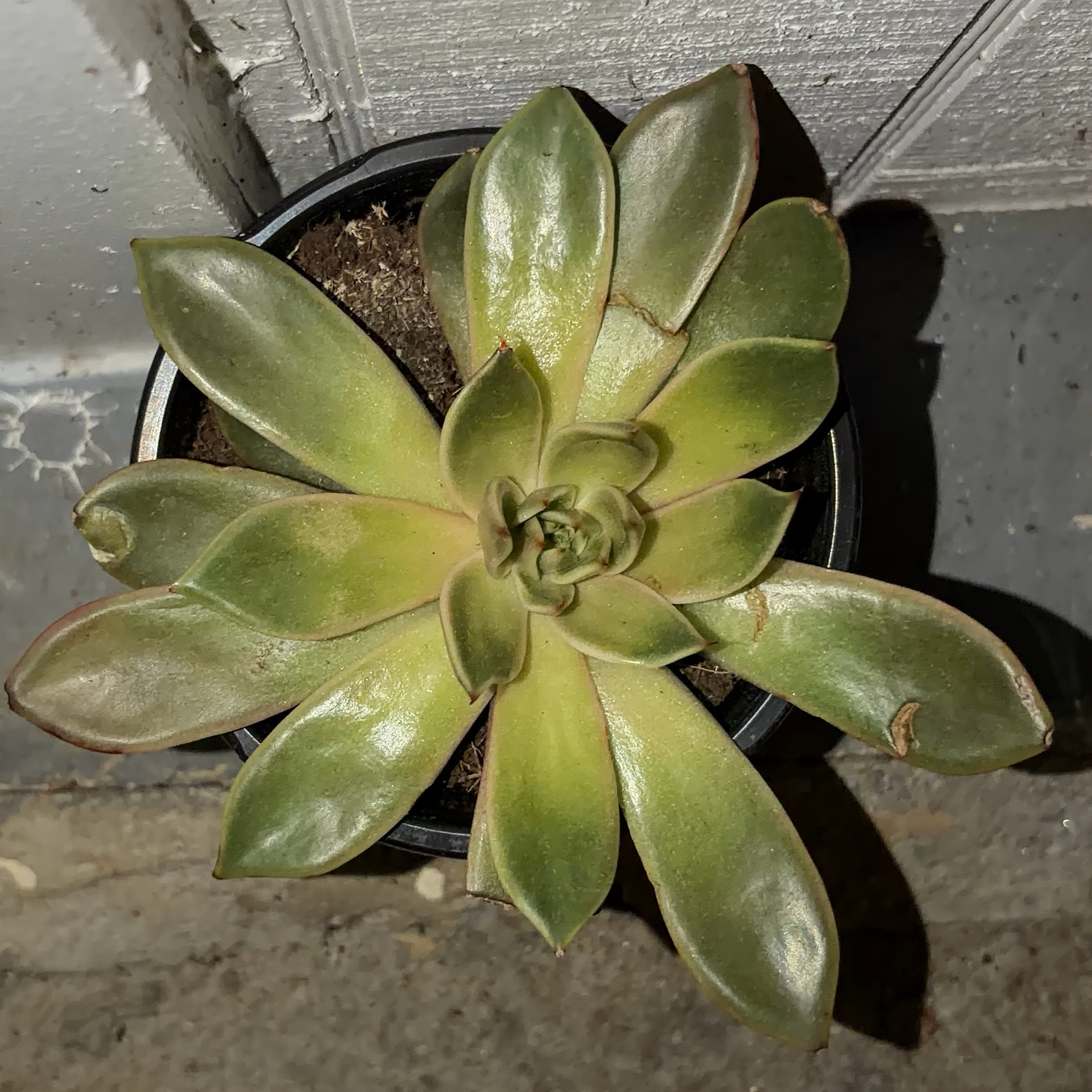 Photo of the plant species Echeveria 'Black Knight' by @JenniferNoel named Zion on Greg, the plant care app