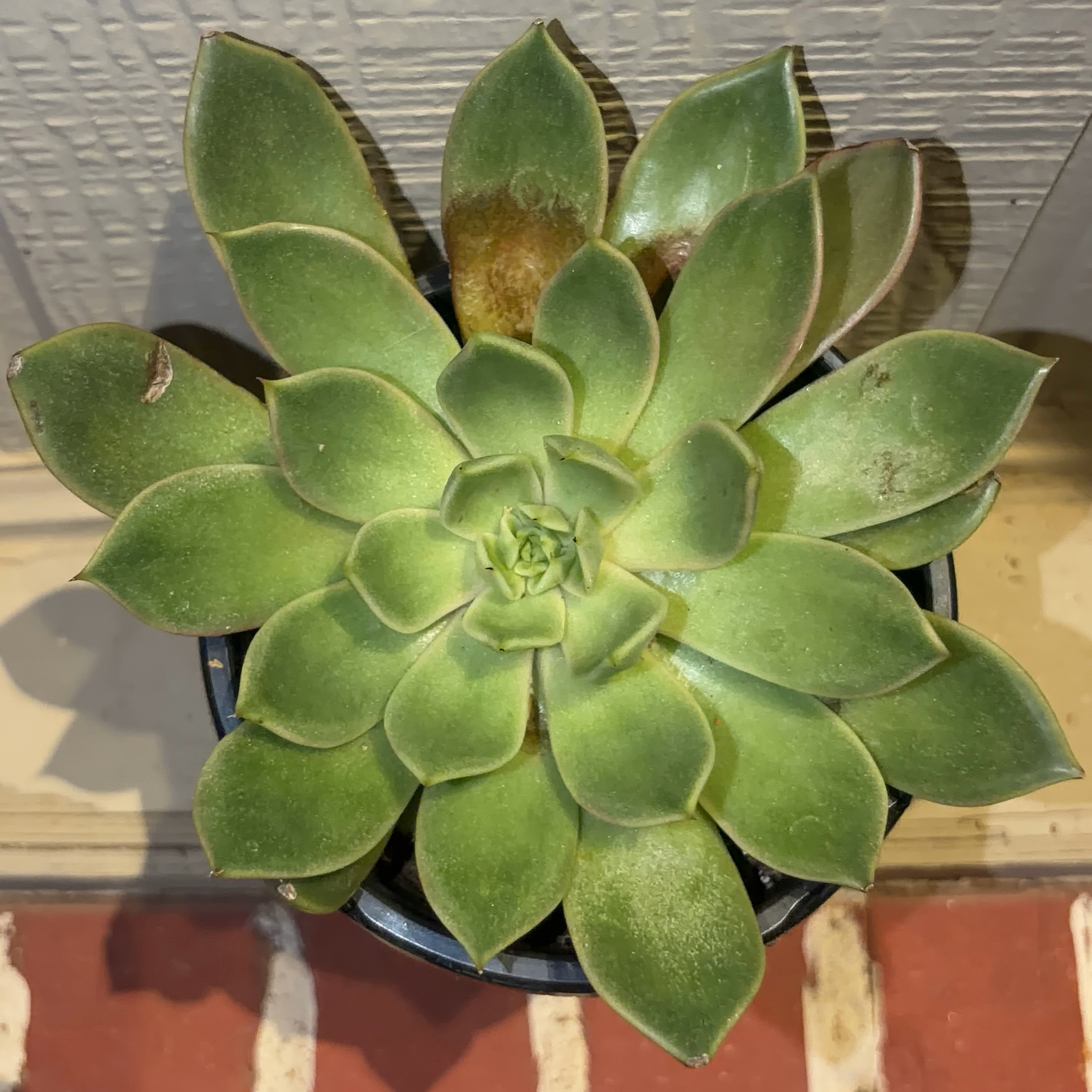 Photo of the plant species Echeveria 'Black Knight' by @JenniferNoel named Zion on Greg, the plant care app