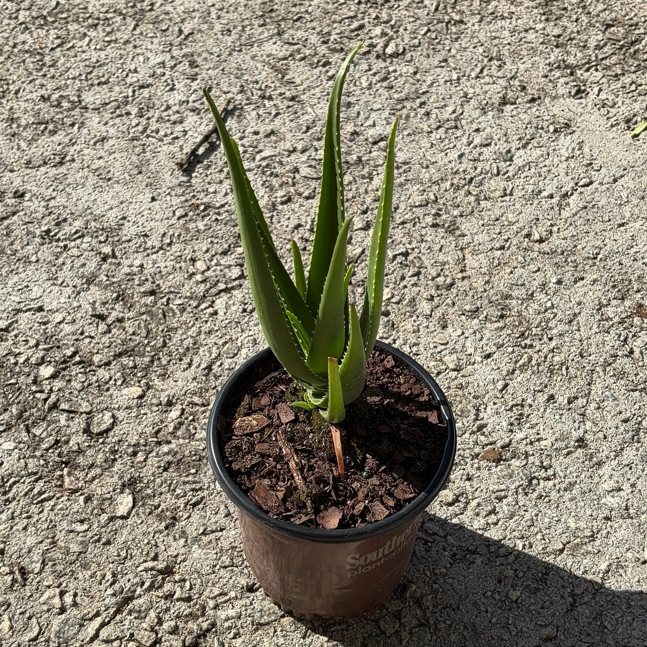 Photo of the plant species Safari Rose Aloe by @JenniferNoel named Rosie on Greg, the plant care app
