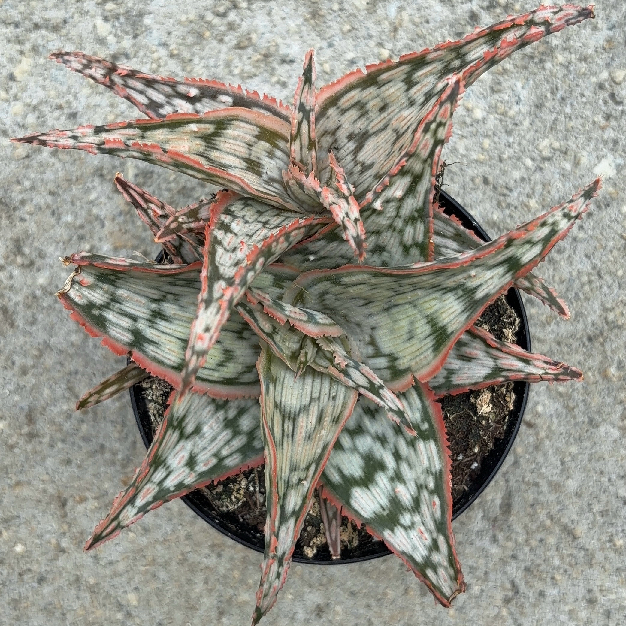 Photo of the plant species Aloe 'Lavender Frost' by @JenniferNoel named Tolkien on Greg, the plant care app