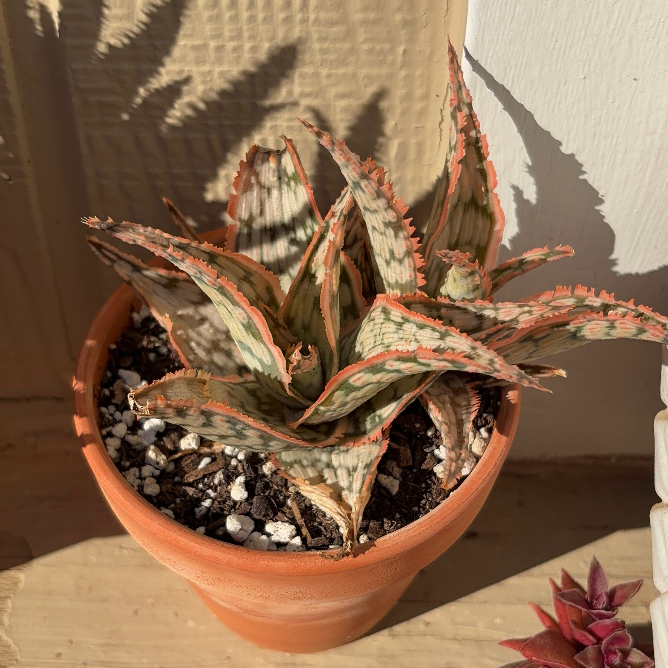 Photo of the plant species Aloe 'Lavender Frost' by @JenniferNoel named Tolkien on Greg, the plant care app