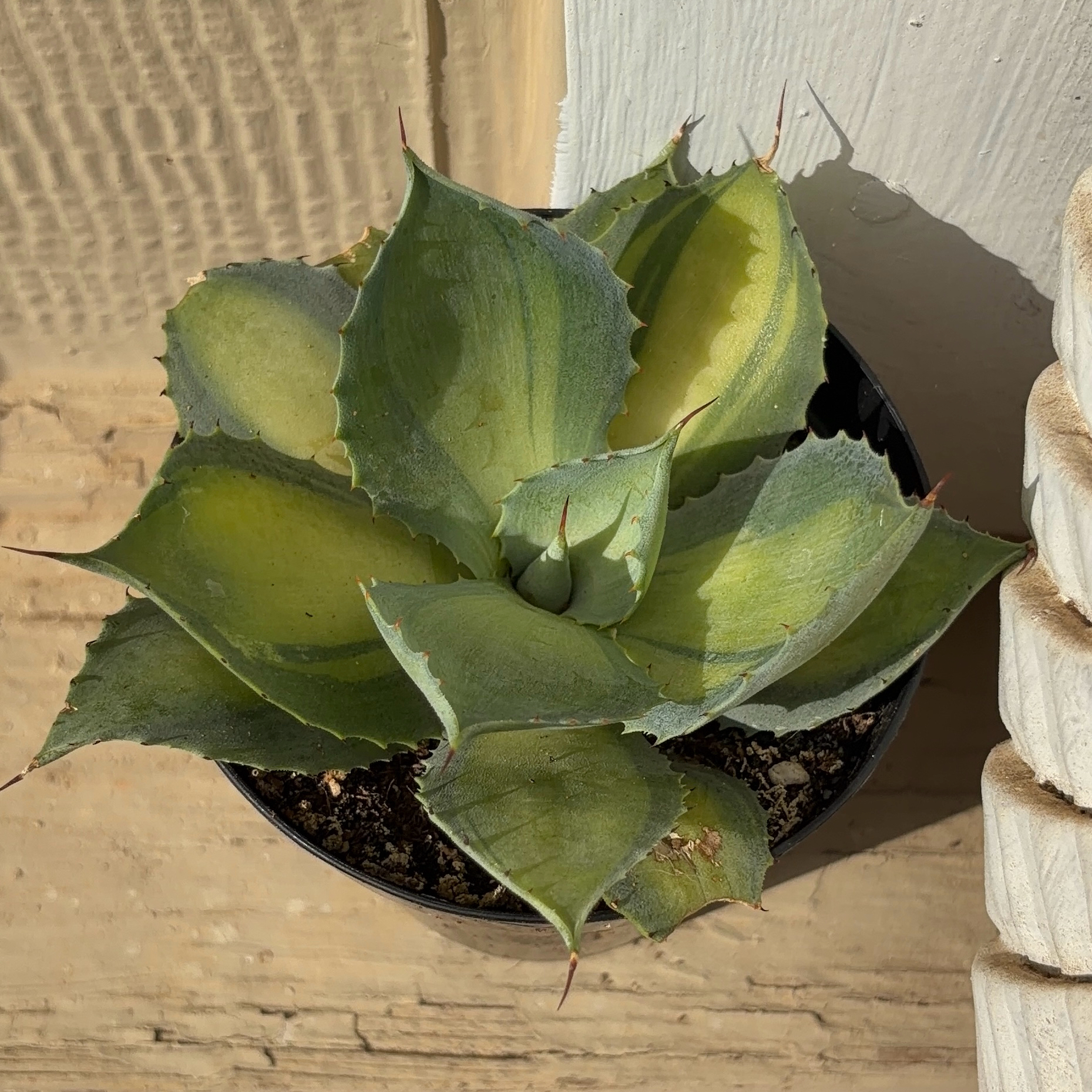 Photo of the plant species Agave 'Rum Runner' by @JenniferNoel named Zeus on Greg, the plant care app