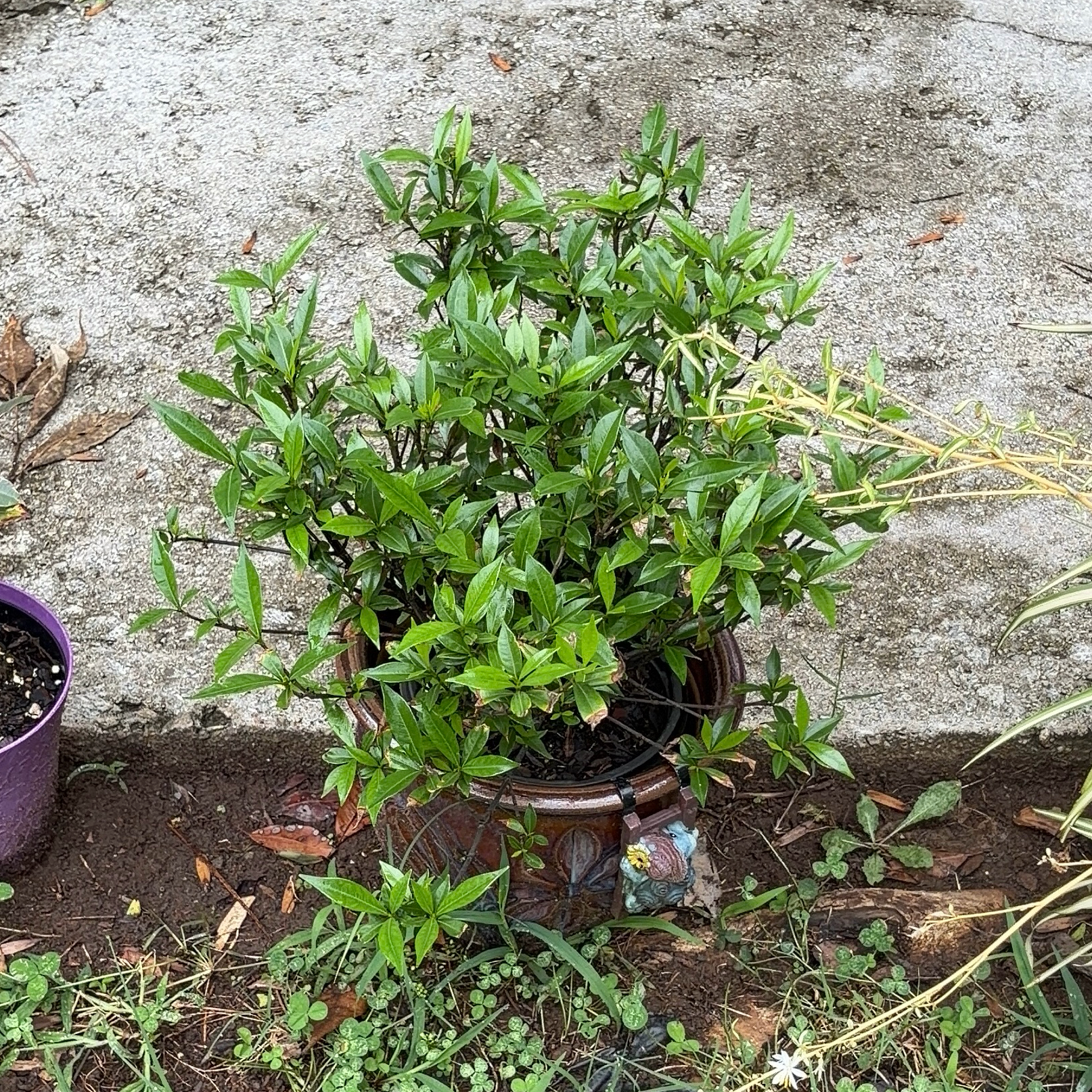 Photo of the plant species Frost Proof Gardenia by @JenniferNoel named Gaga on Greg, the plant care app