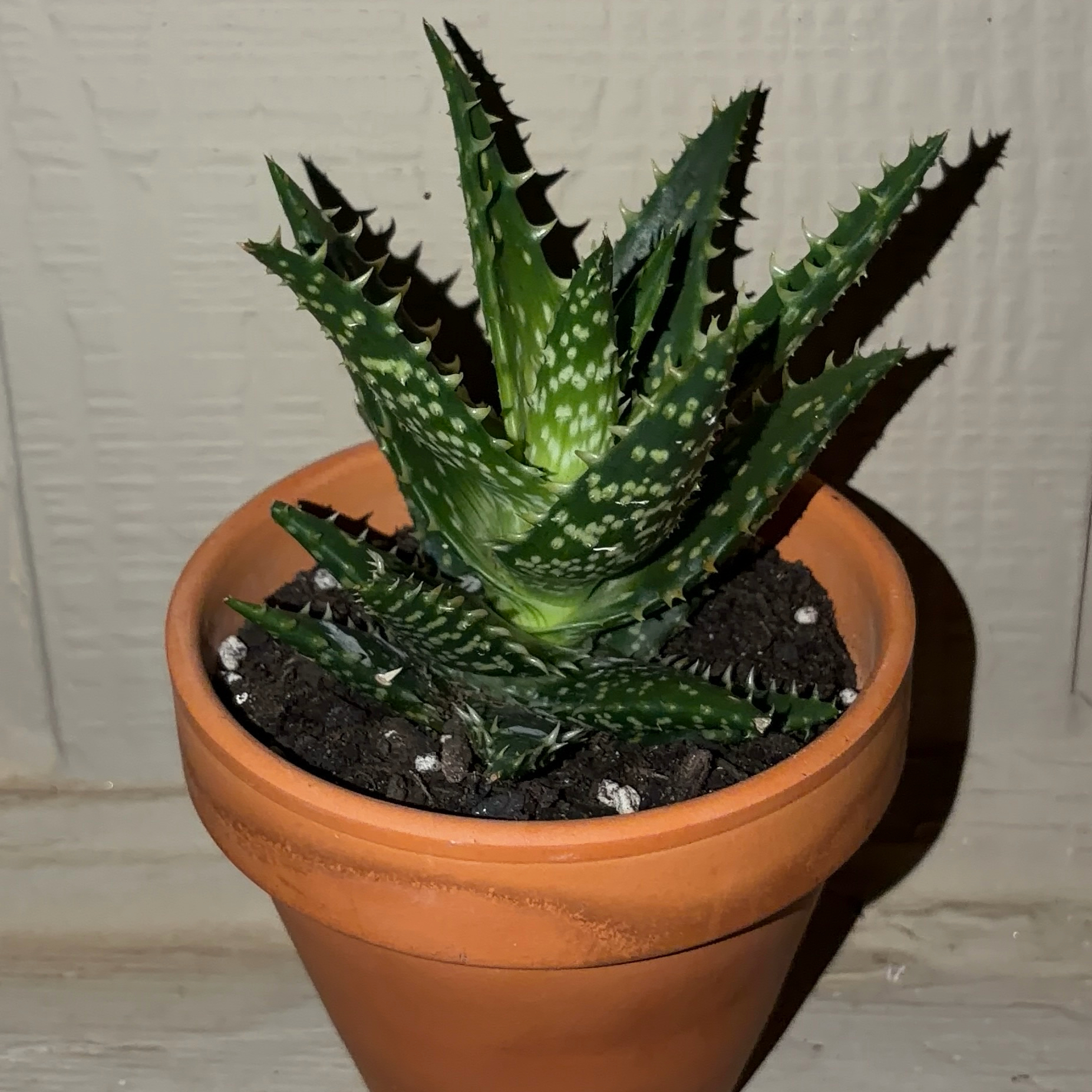 Photo of the plant species Aloe 'Minnie Belle' by @JenniferNoel named Achilles on Greg, the plant care app