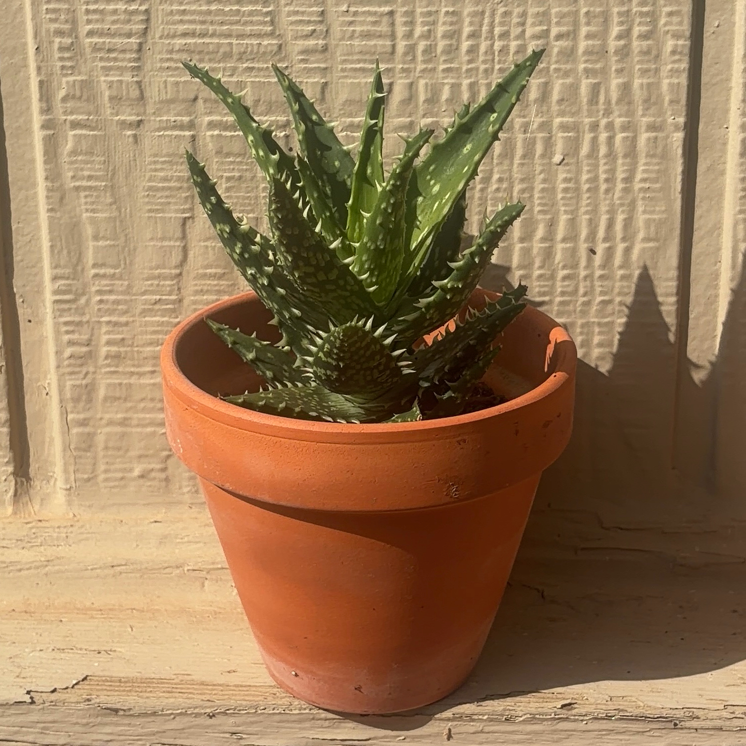 Photo of the plant species Aloe 'Minnie Belle' by @JenniferNoel named Achilles on Greg, the plant care app