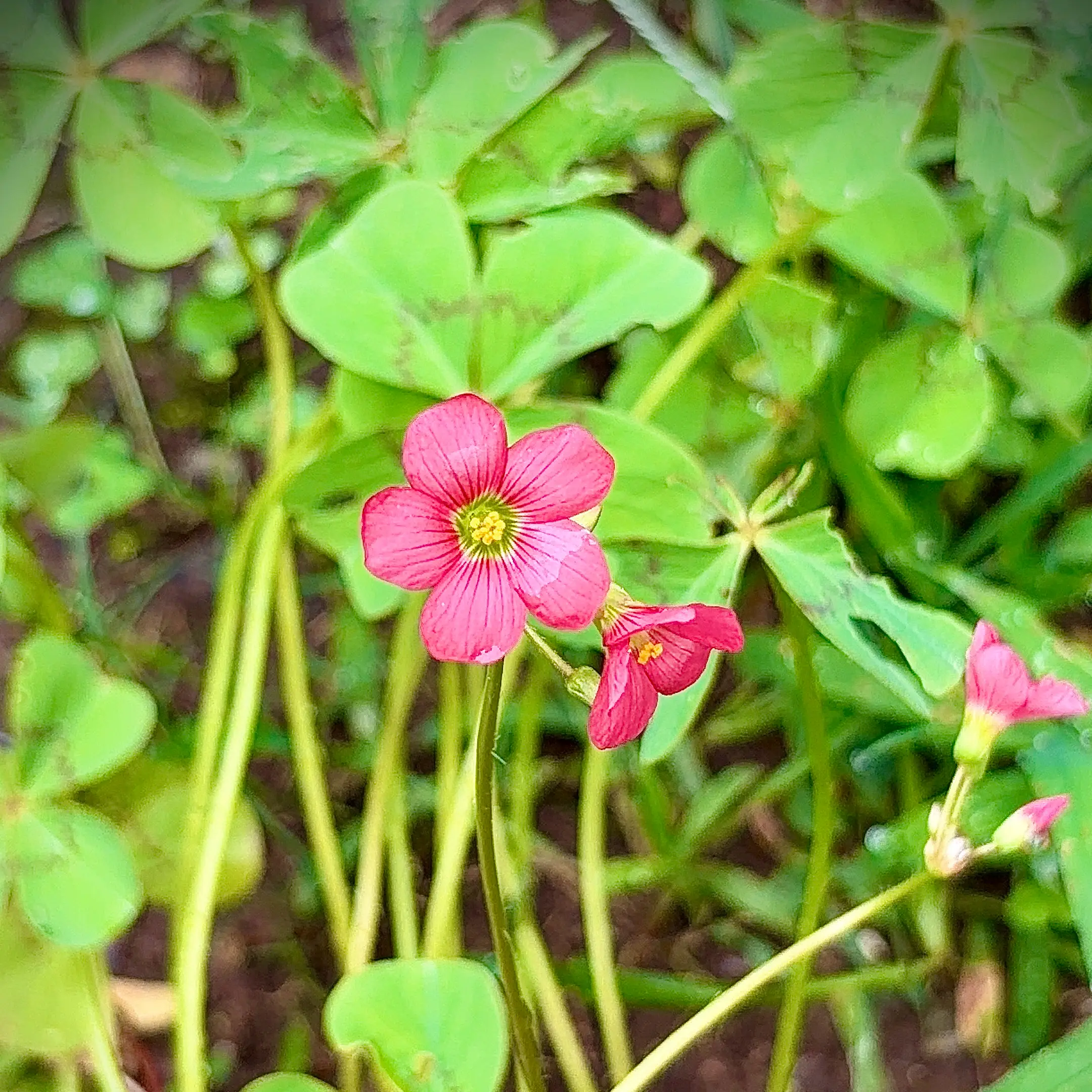Photo of the plant species Iron Cross by @JenniferNoel named Iron Cross on Greg, the plant care app