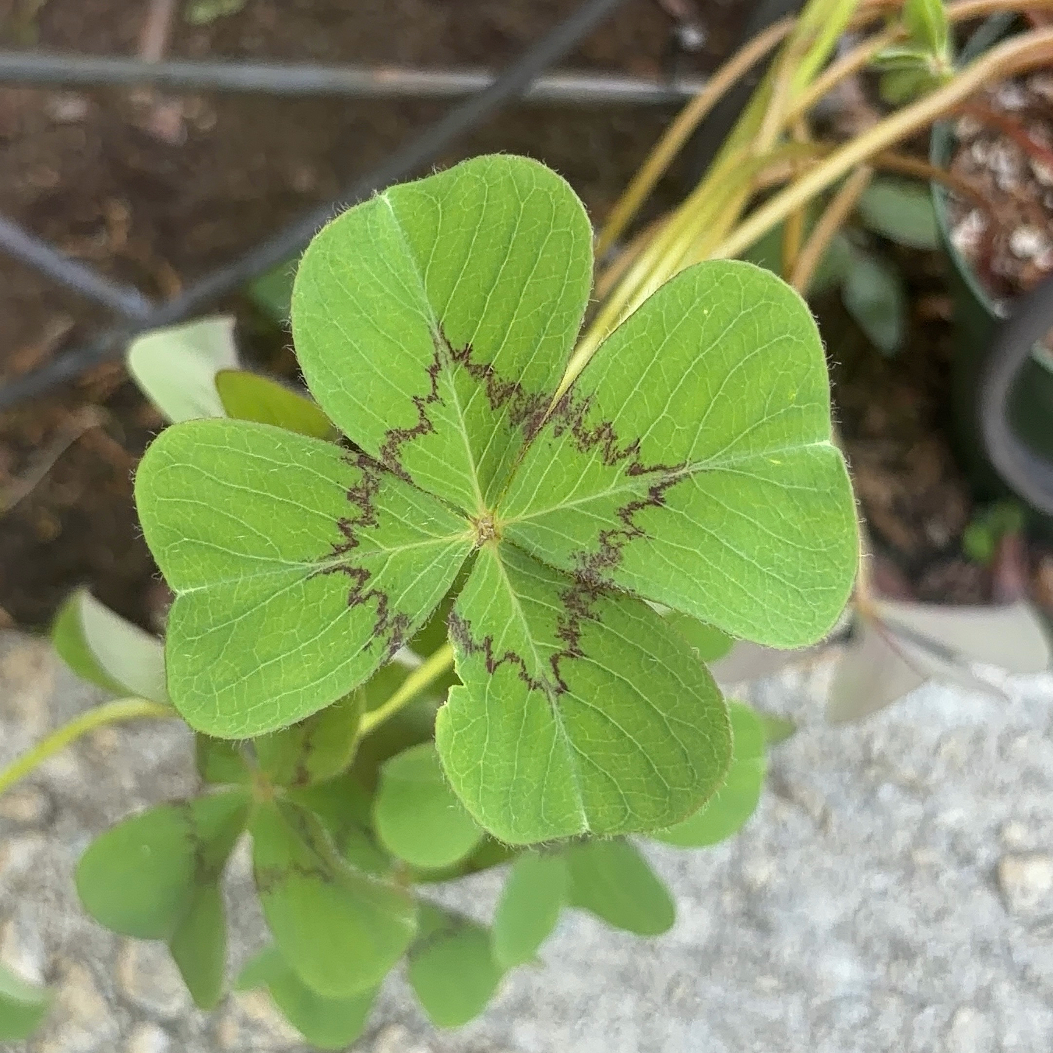 Photo of the plant species Broadleaf Woodsorrel by @JenniferNoel named Denali on Greg, the plant care app