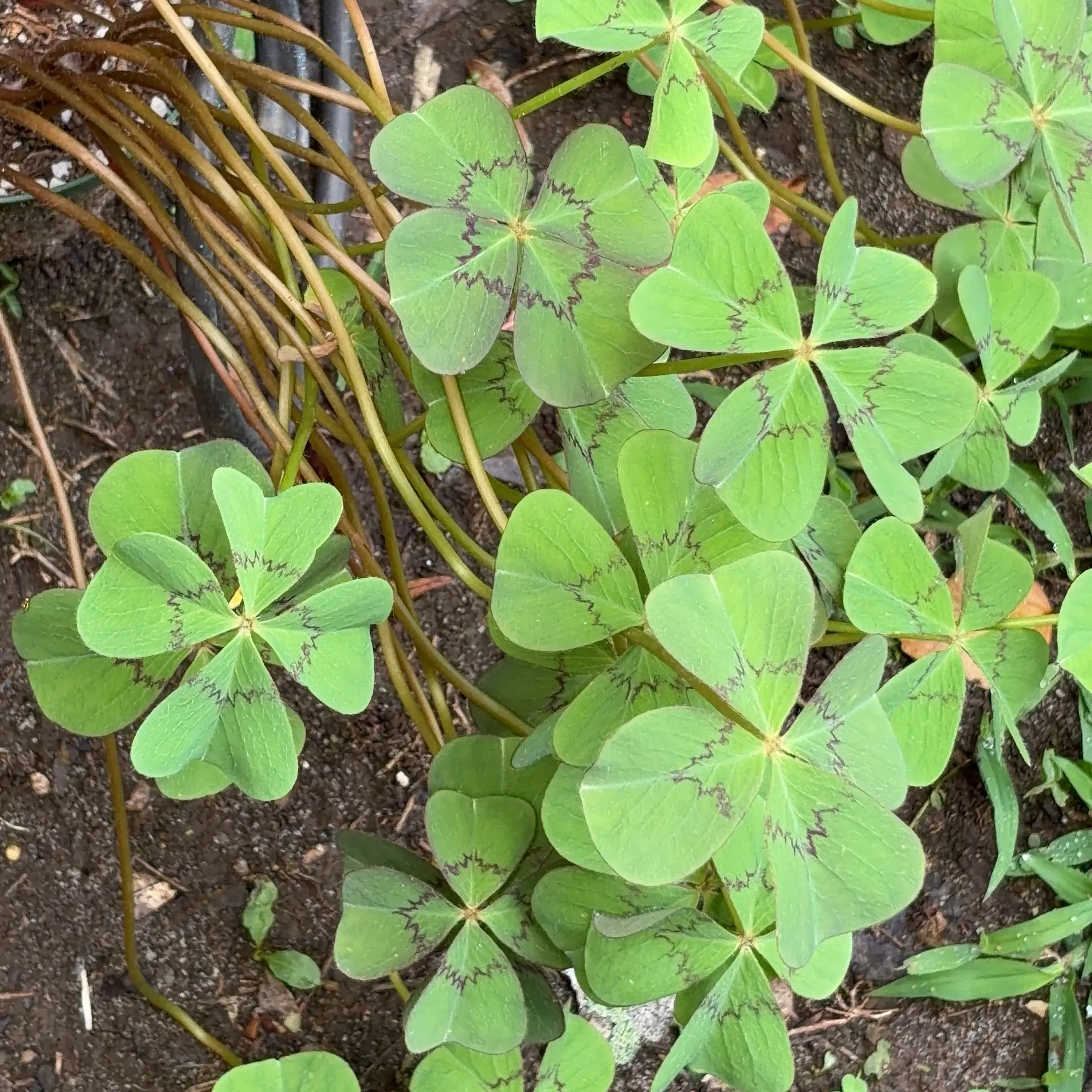 Photo of the plant species Oxalis Latifolia by @JenniferNoel named Denali on Greg, the plant care app