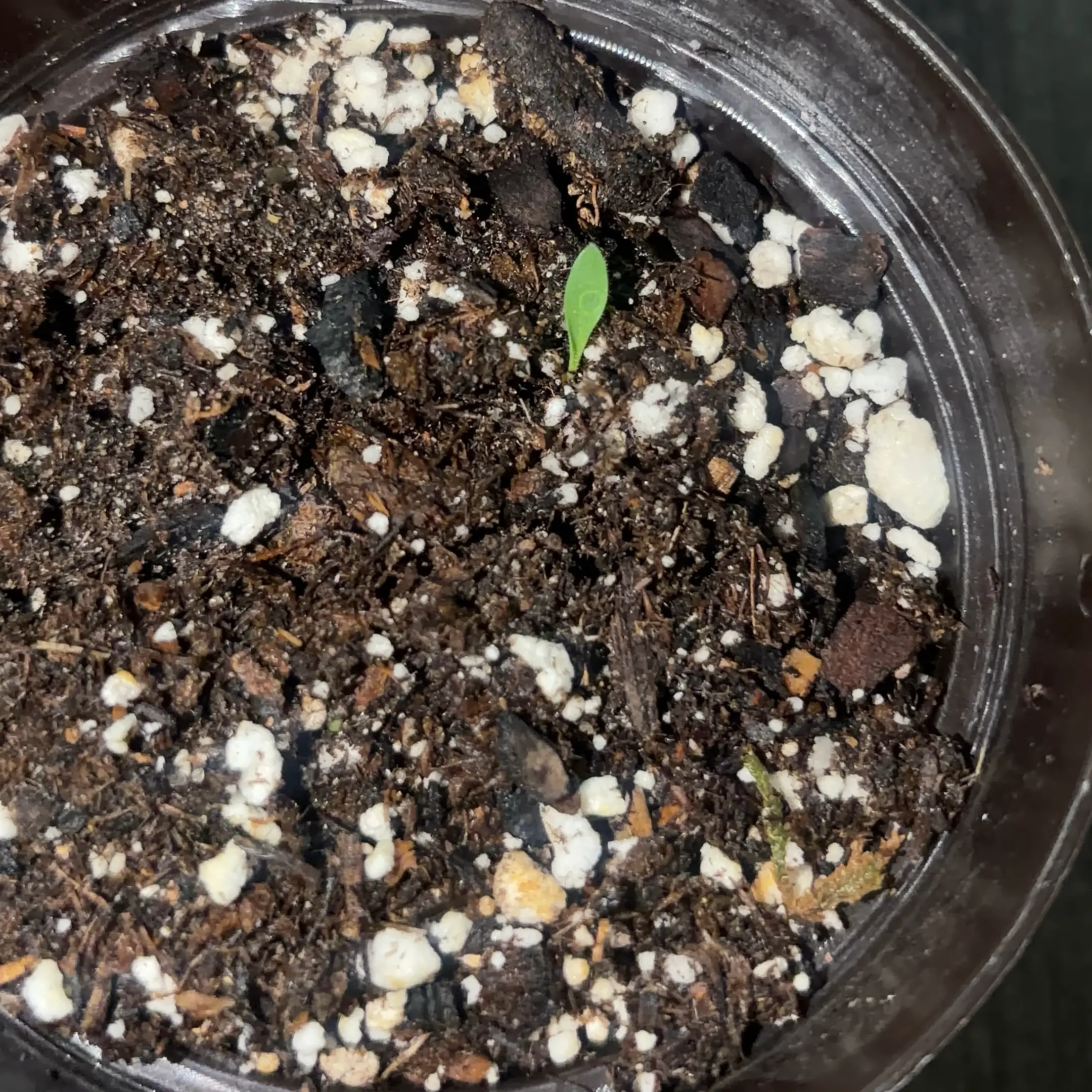 Photo of the plant species Scarlet Hibiscus by @JenniferNoel named Texas Star Hibiscus on Greg, the plant care app