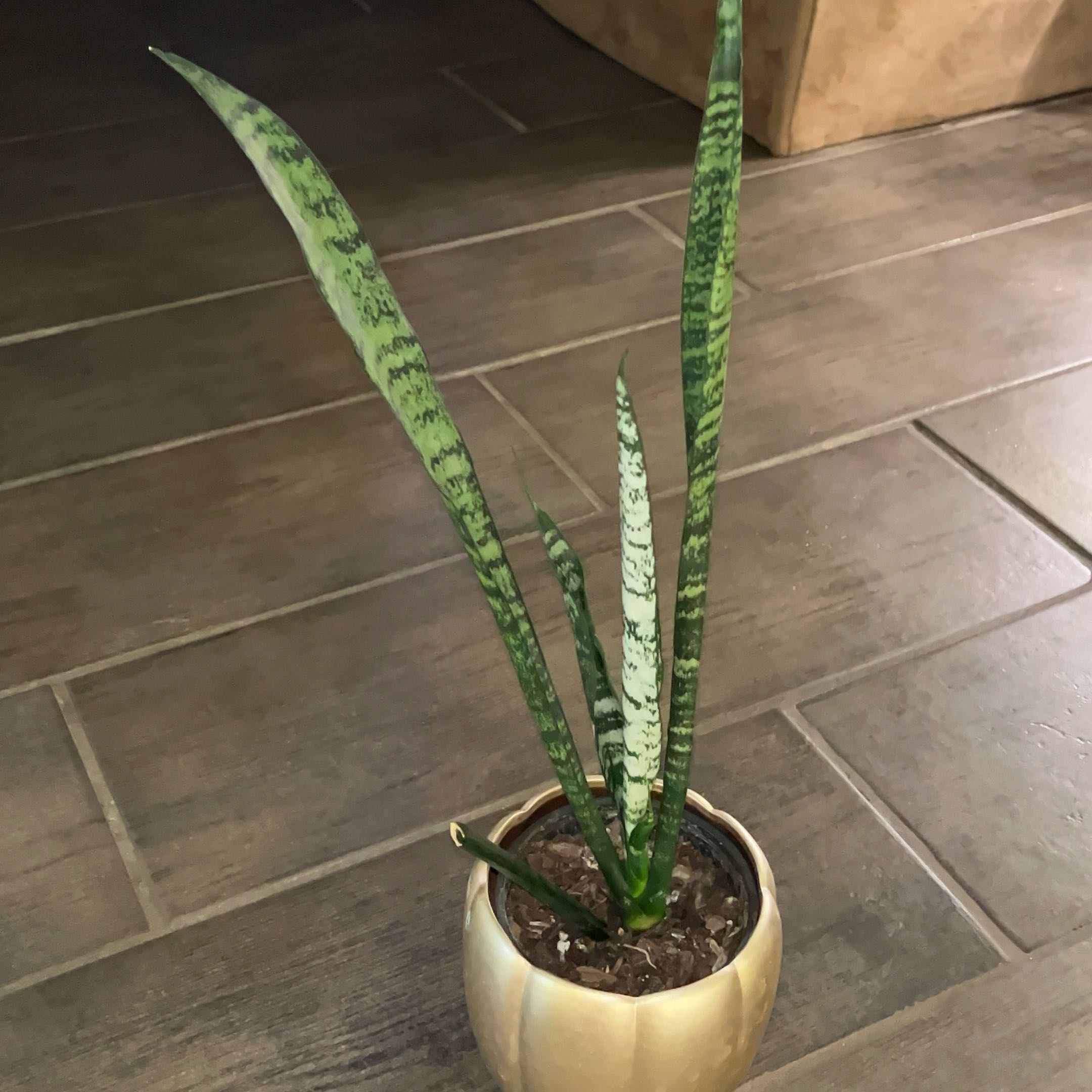 Photo of the plant species Sansevieria zeylanica by @JenniferNoel named Laurence on Greg, the plant care app