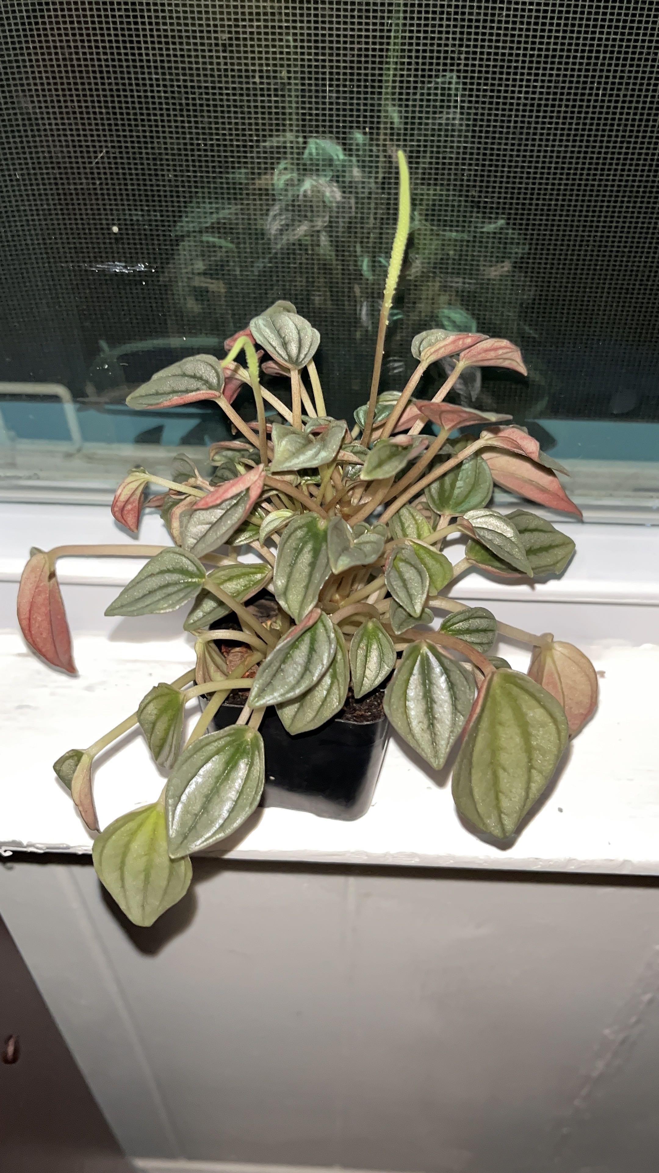 Photo from the post