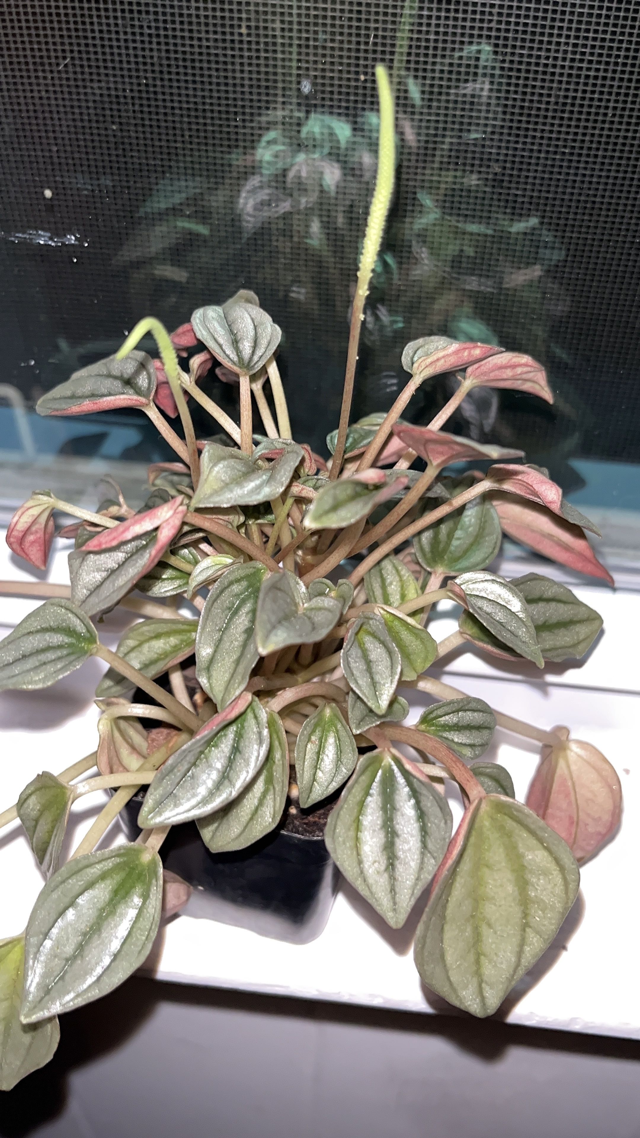Photo from the post