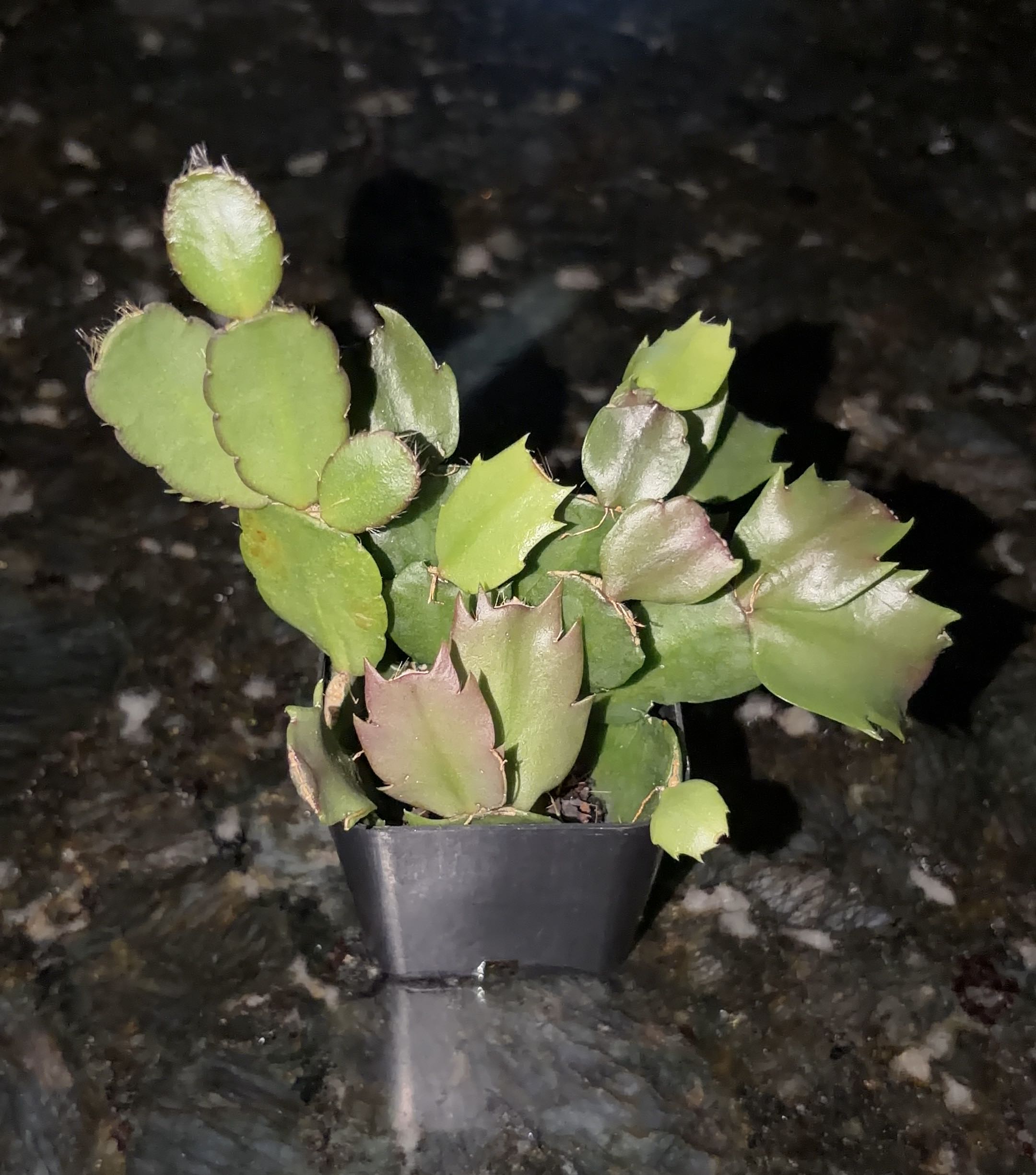 Photo from the post