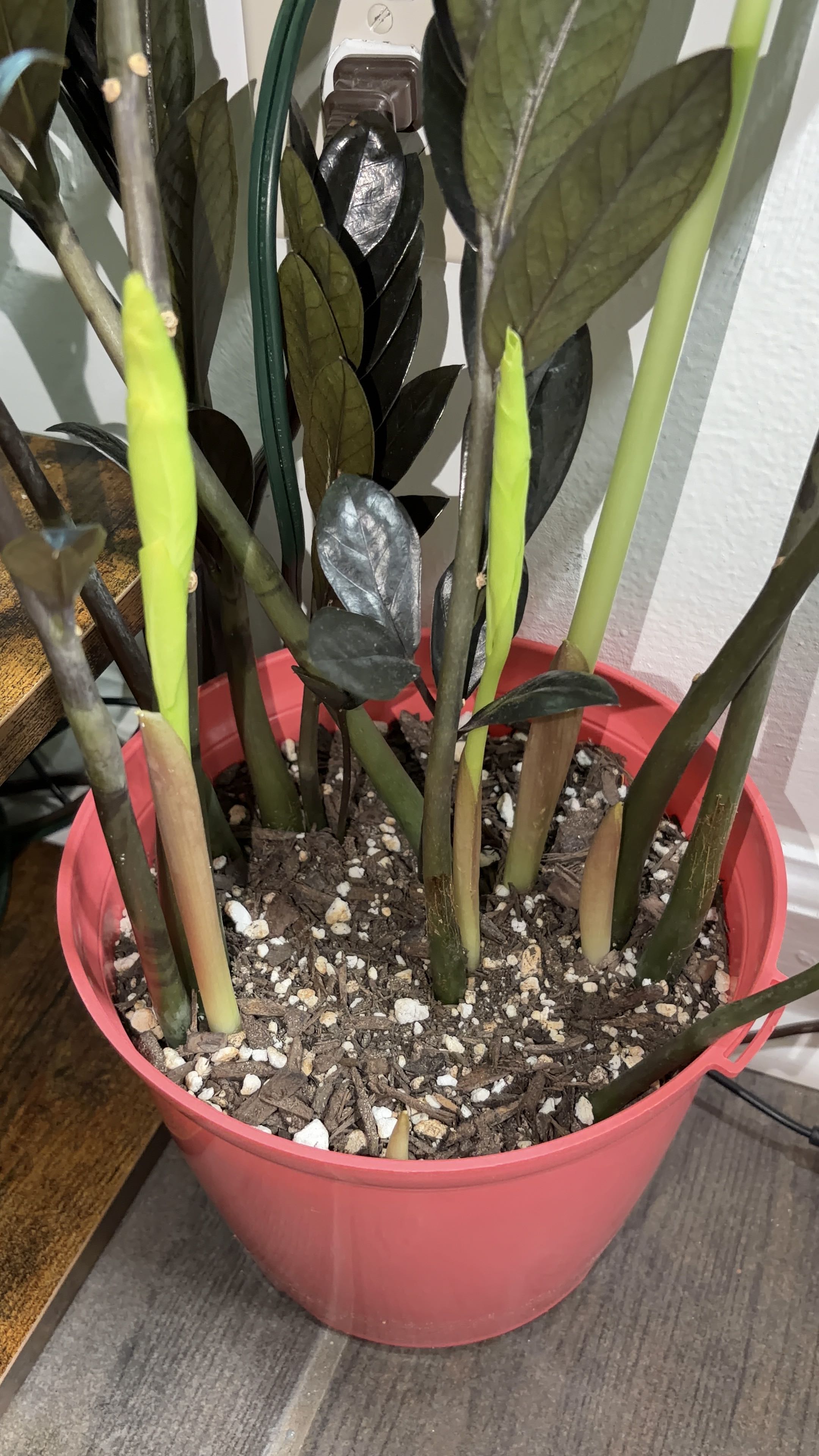 Photo from the post