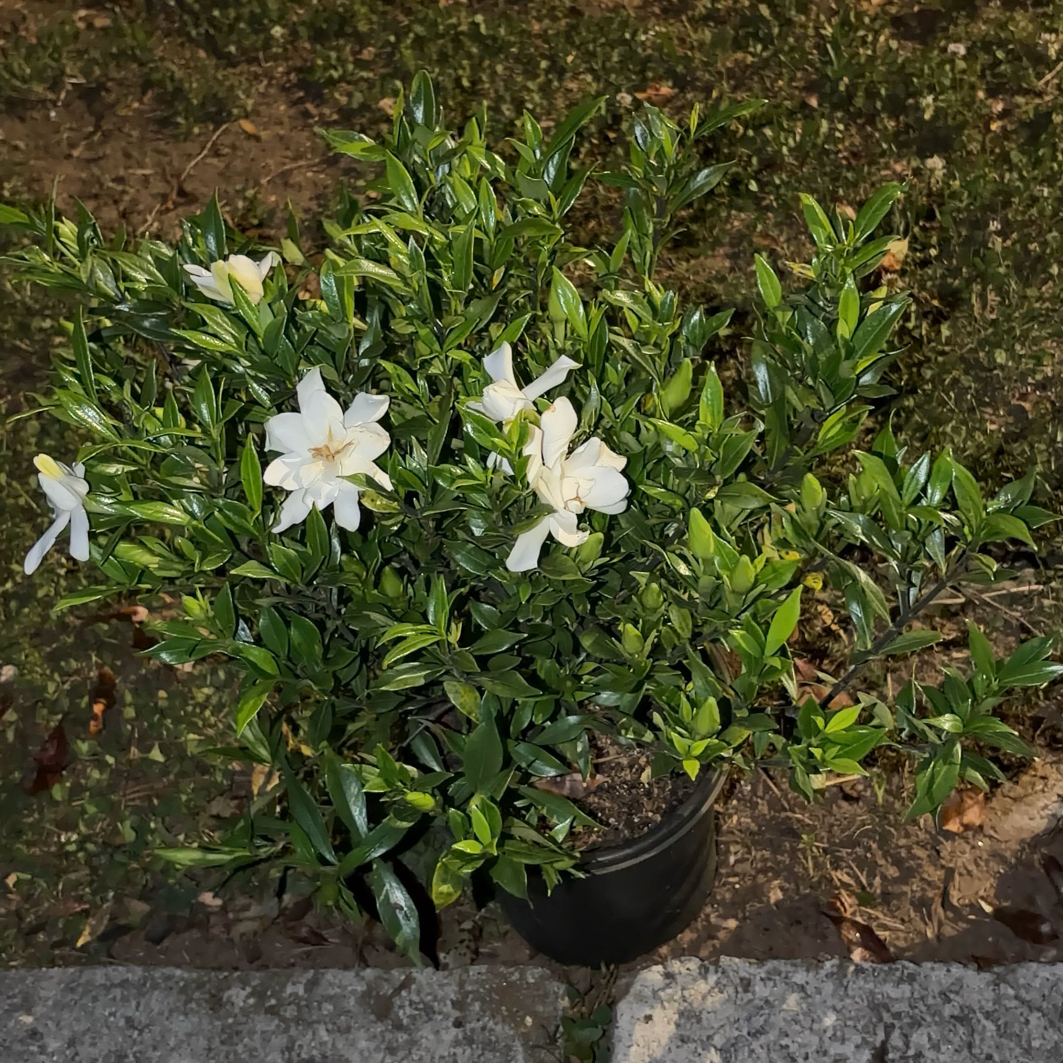 Photo of the plant species Frost Proof Gardenia by @JenniferNoel named Gaga on Greg, the plant care app
