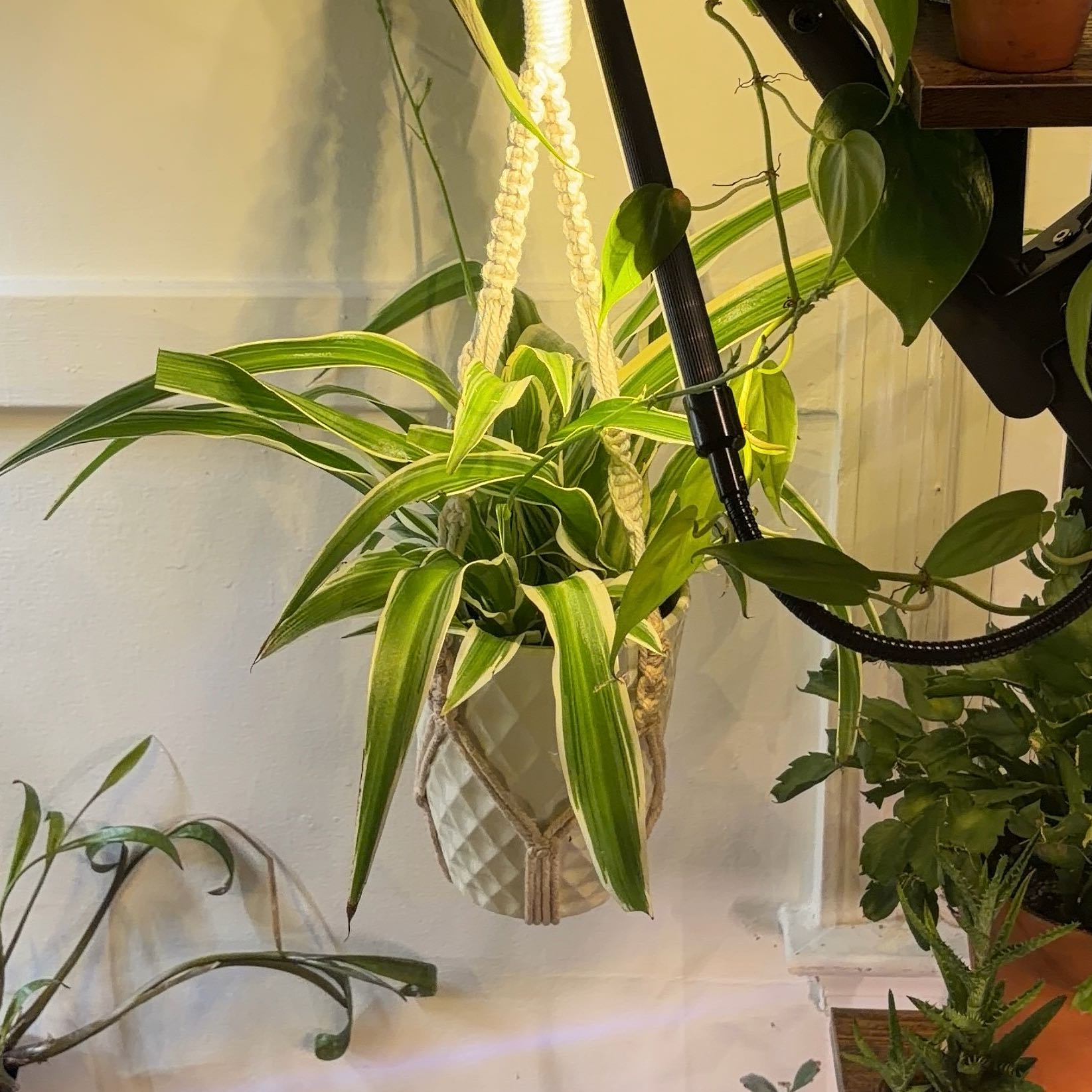 Photo of the plant species Ocean Spider Plant by @JenniferNoel named Waves on Greg, the plant care app