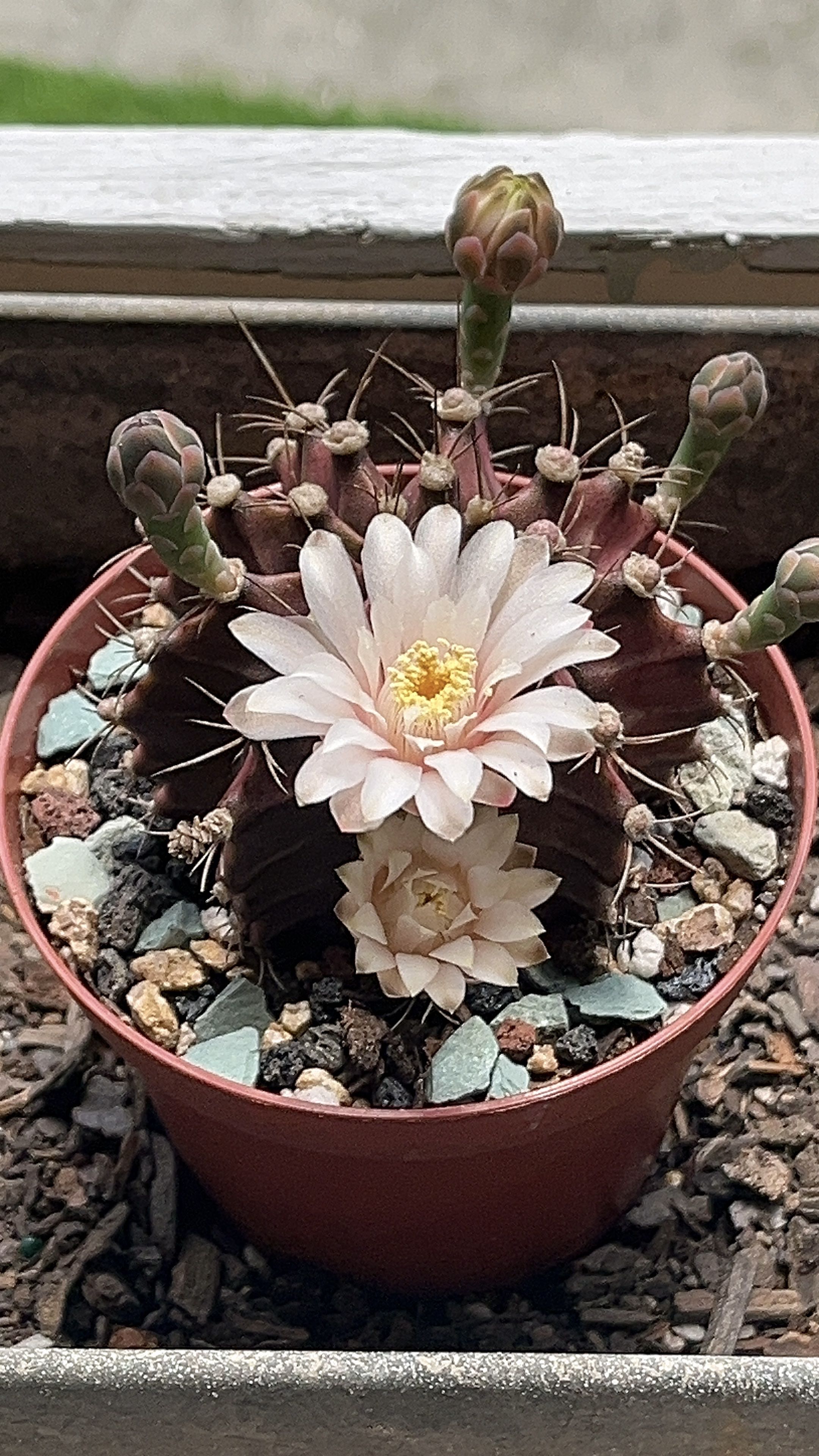 Photo from the post