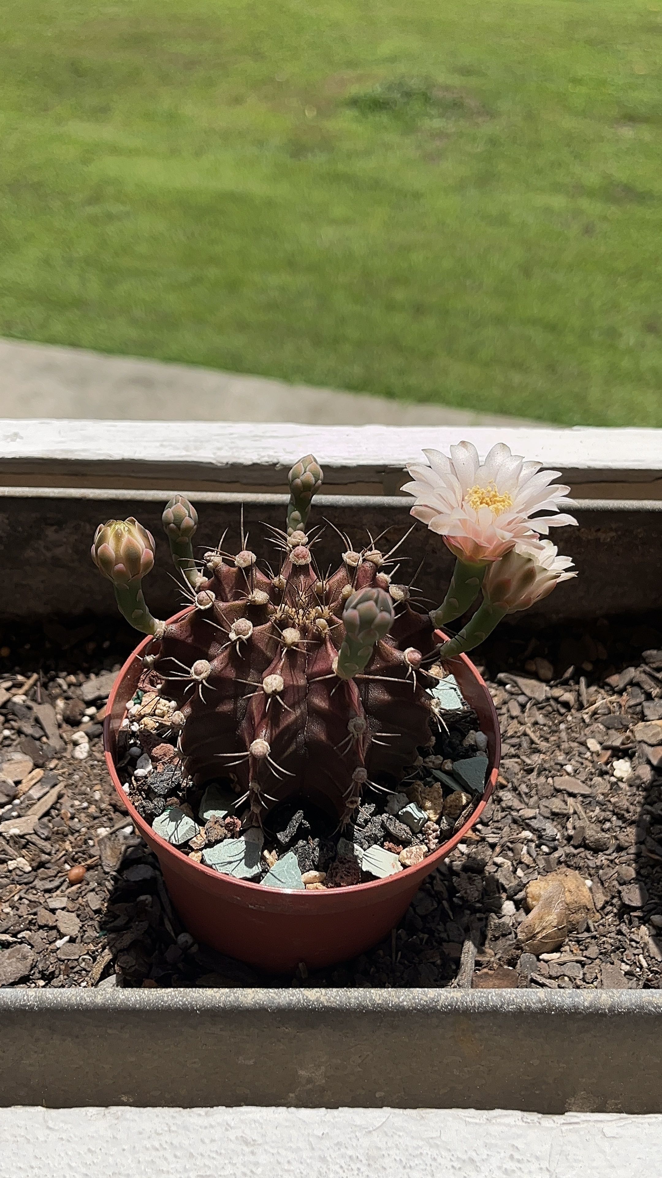 Photo from the post