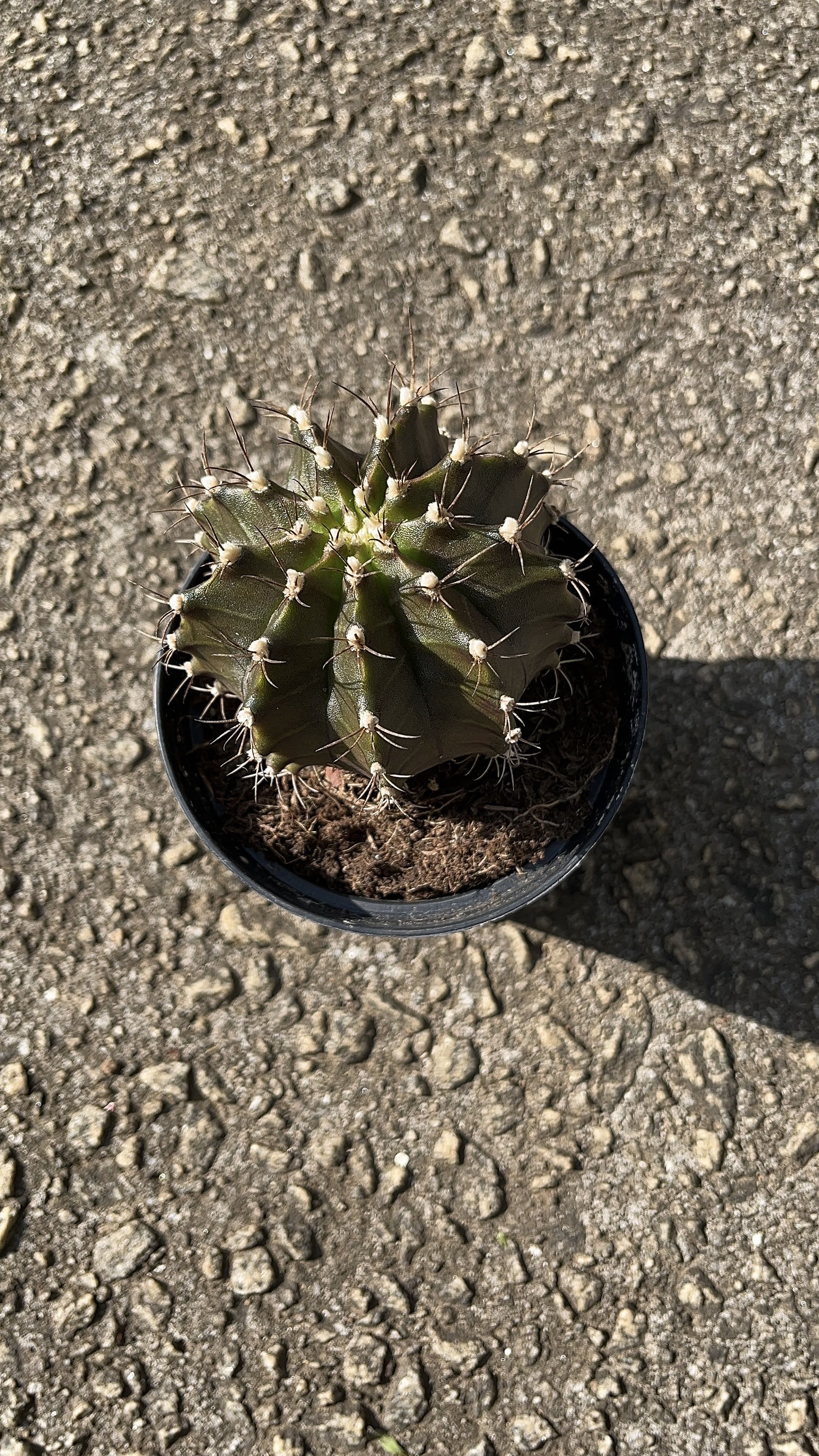 Photo from the post