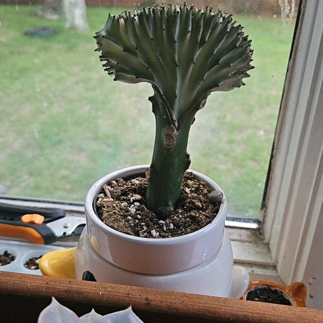 Photo of the plant species christata by @ShowyTokyosun named Beckham on Greg, the plant care app